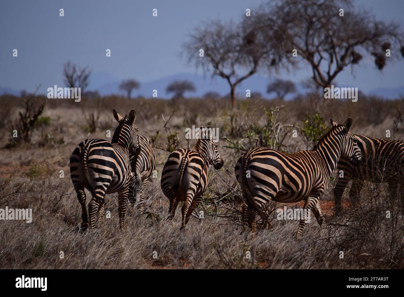 Groupe de zèbres dans la savane, Kenya Banque D'Images