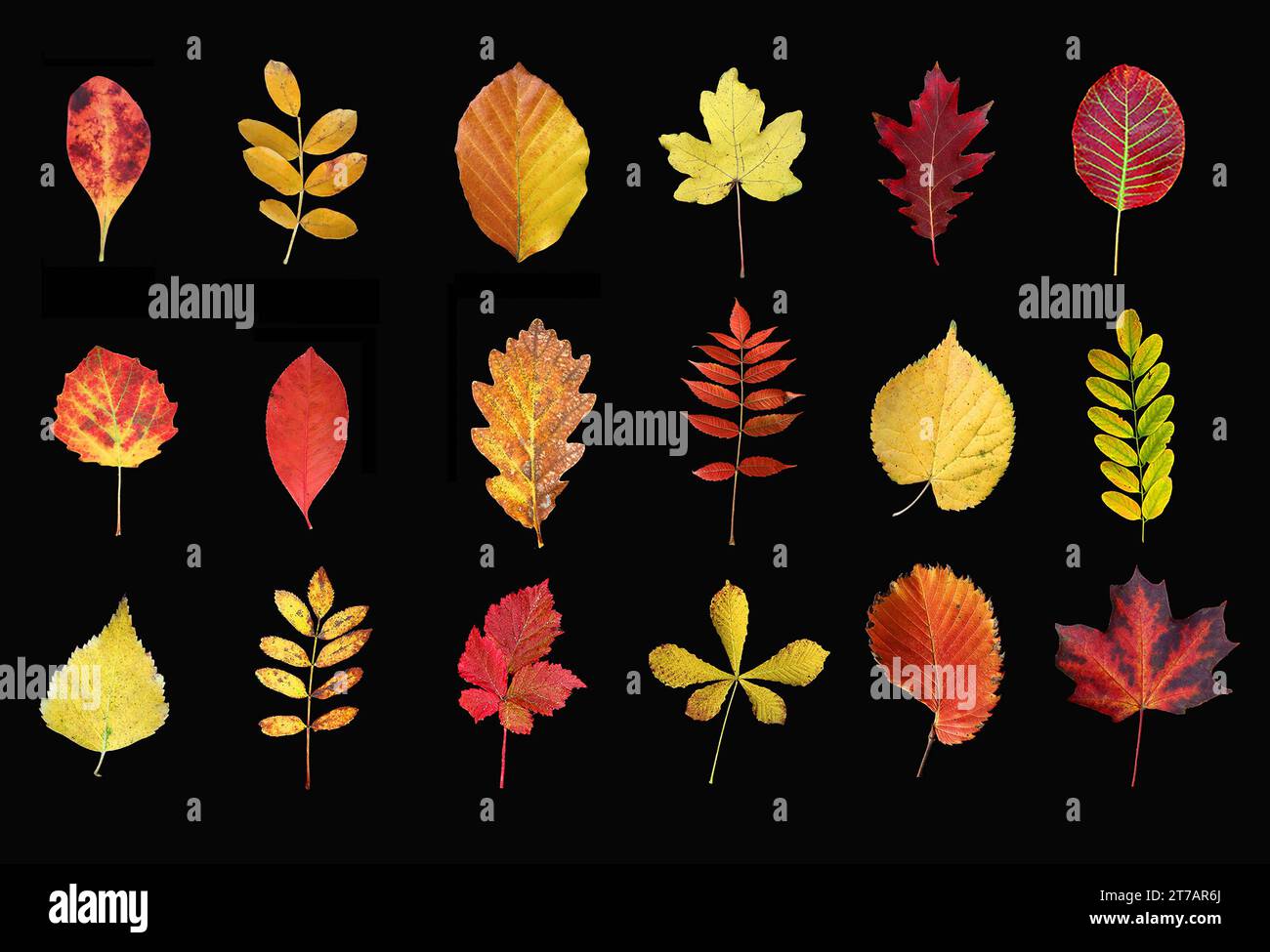 07.11.2023/Sachsen Anhalt Sachsen-Anhalt Herbstlaub, bunte Blätter gefärbte Blätter 1.Reihe von links nach rechts : Berberitze, Erbsenstrauch, Buche, Feldahorn, Roteiche, Perückenstrauch 2.Reihe von links nach rechts Zitterpaappel, Traubenkirsche, Traubeneiche, Essigbaum, Linde, Robinie 3.Reihe von Links nach rechts Birke, Heckenrose, Brombeere, Roßkastanie, Erle, Spitzahorn *** 07 11 2023 Saxe Anhalt Saxe Anhalt feuilles d'automne, feuilles colorées feuilles colorées 1 rangée de gauche à droite, cannelle, pois, hêtre, érable des champs, chêne rouge, buisson perruque 2 rangées de gauche à droite trembler le tremble, pleurant c Banque D'Images