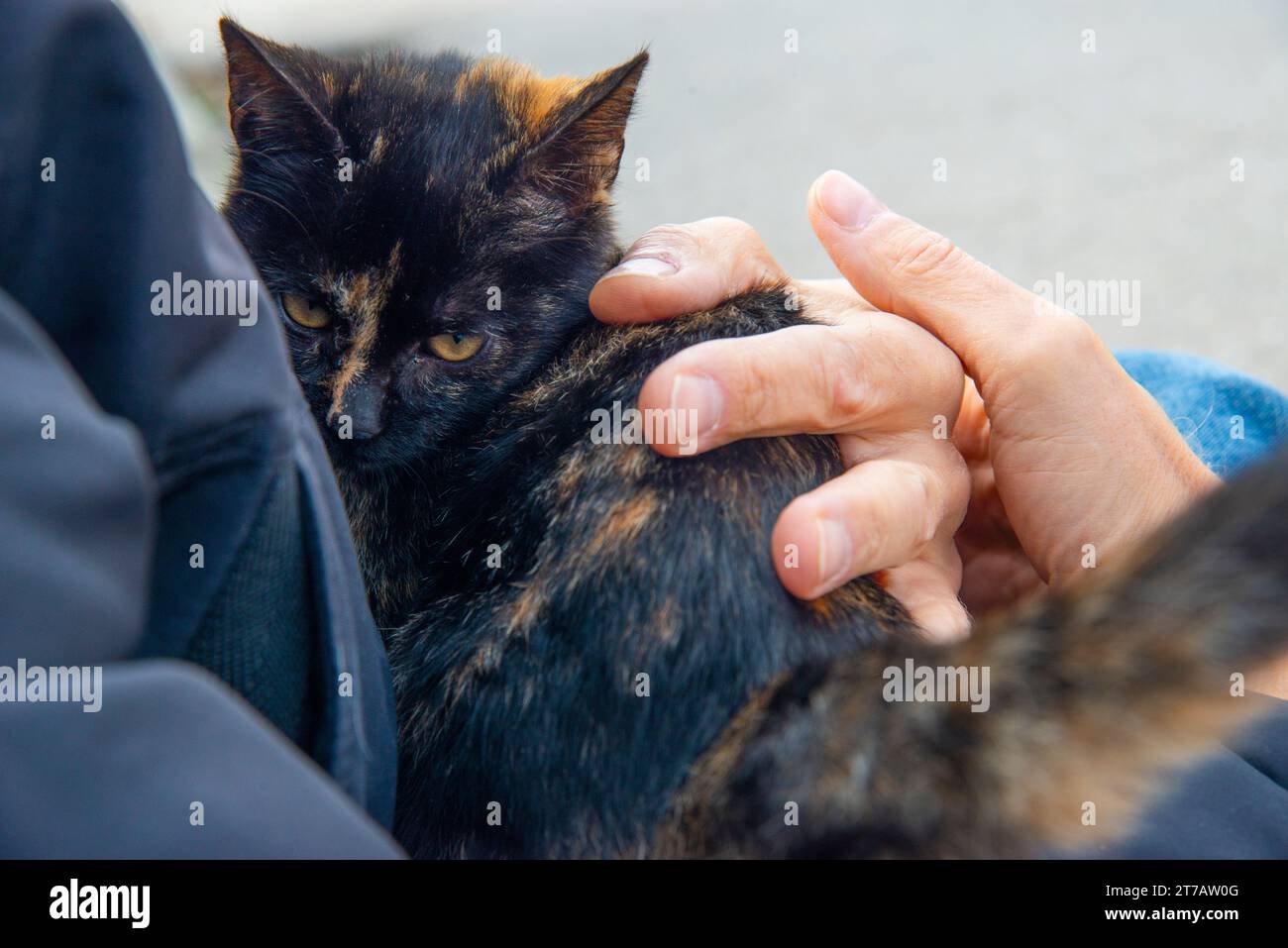 Homme tenant un chaton carey. Banque D'Images