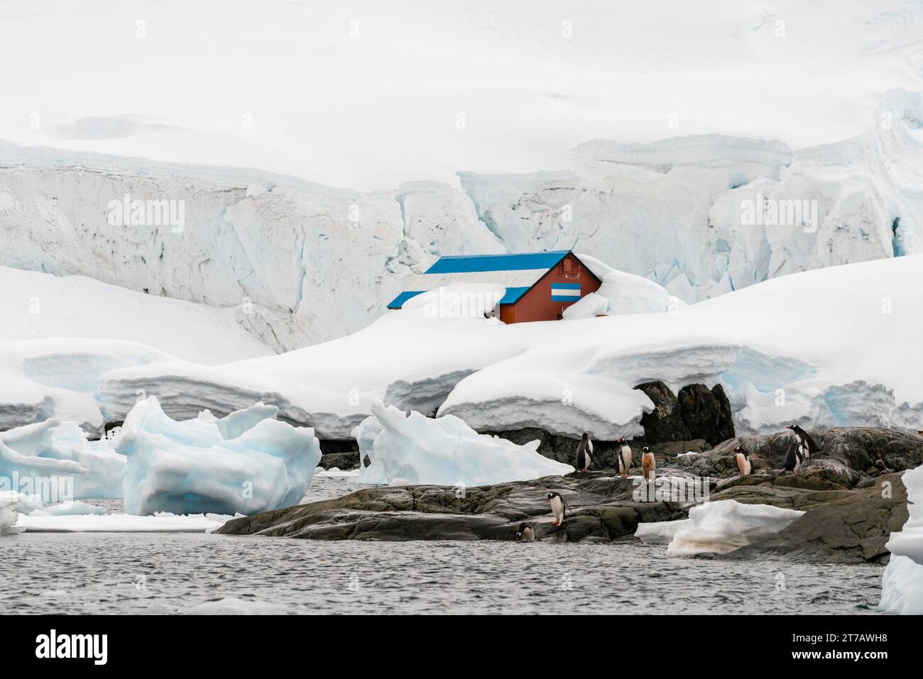 Manchots gentoo (Pygoscelis papua), base de recherche Argentine Almirante Brown, Paradise Bay, Antarctique. Banque D'Images