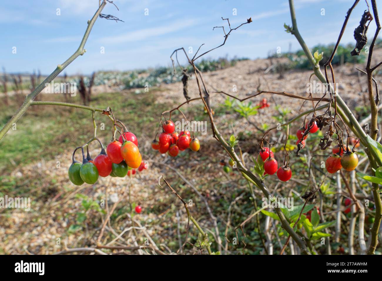 Ombrelle de nuit boisée / douce-amère (Solanum dulcamara) avec des baies mûres poussant sur le côté terrestre de la plage de Chesil par un petit lagon, Dorset, Royaume-Uni, octobre Banque D'Images