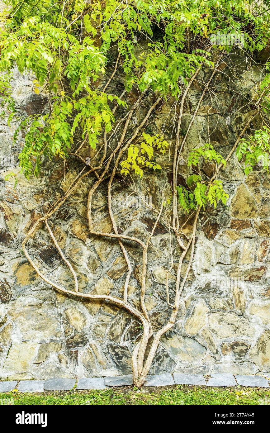 Wisteria est un genre de plantes à fleurs de la famille des pois, Fabaceae, qui comprend dix espèces de vignes grimpantes ligneuses originaires de l'Eastern United St Banque D'Images