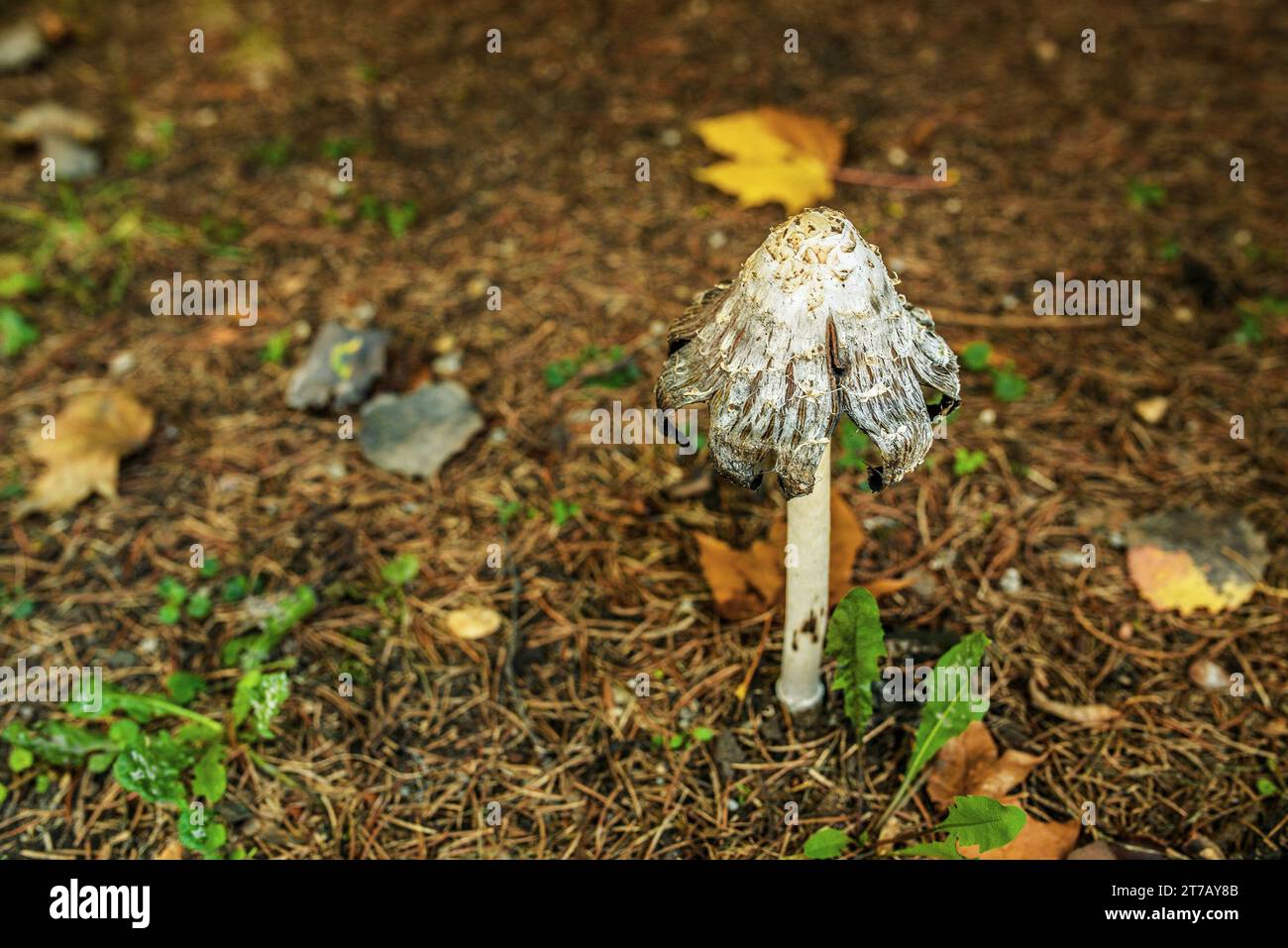 Coprinus comatus, bouchon d'encre shaggy, perruque d'avocat, ou crinière shaggy, est un champignon commun souvent vu pousser sur les pelouses, le long des routes de gravier et des zones de déchets. Banque D'Images