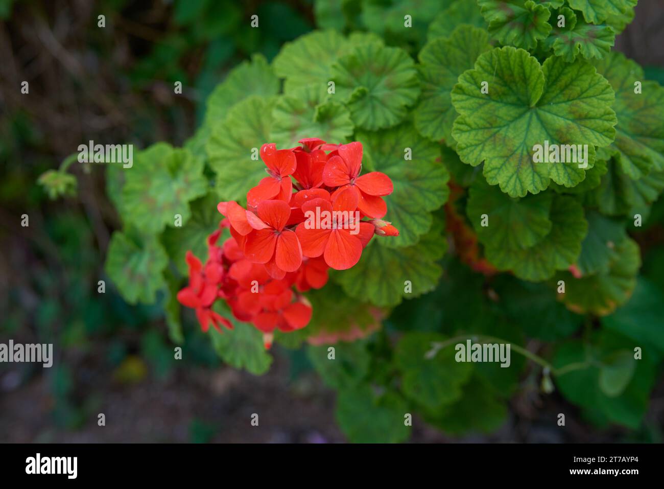 Pelargonium hortorum (Zonal). Pelargonium est un genre de plantes à fleurs, vivaces, succulentes et arbustes, communément appelés géraniums, pélargoniums, Banque D'Images
