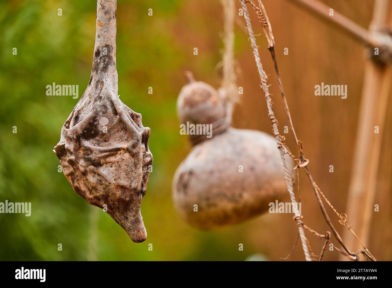 Cucurbita moschata est une espèce originaire d'Amérique centrale ou du nord de l'Amérique du Sud. Il comprend des cultivars connus sous le nom de courge ou de citrouille. Banque D'Images