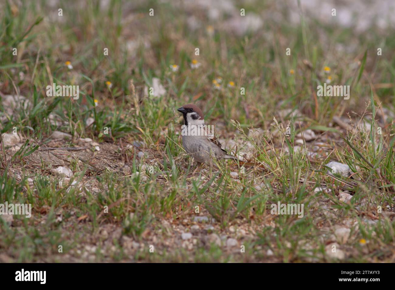 Oiseau dans la nature sauvage avec fond flou Banque D'Images