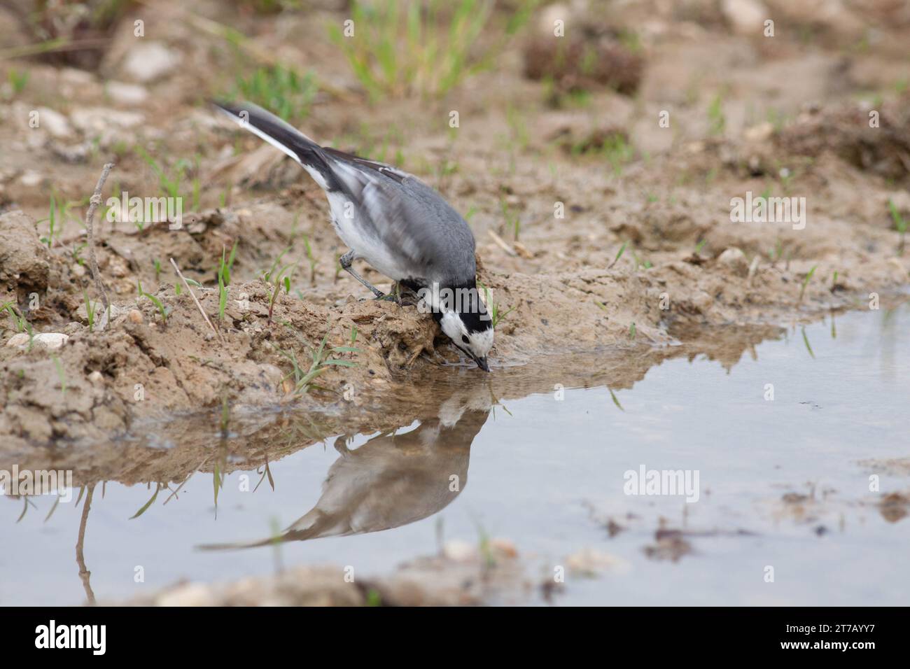 Oiseau dans la nature sauvage avec fond flou Banque D'Images