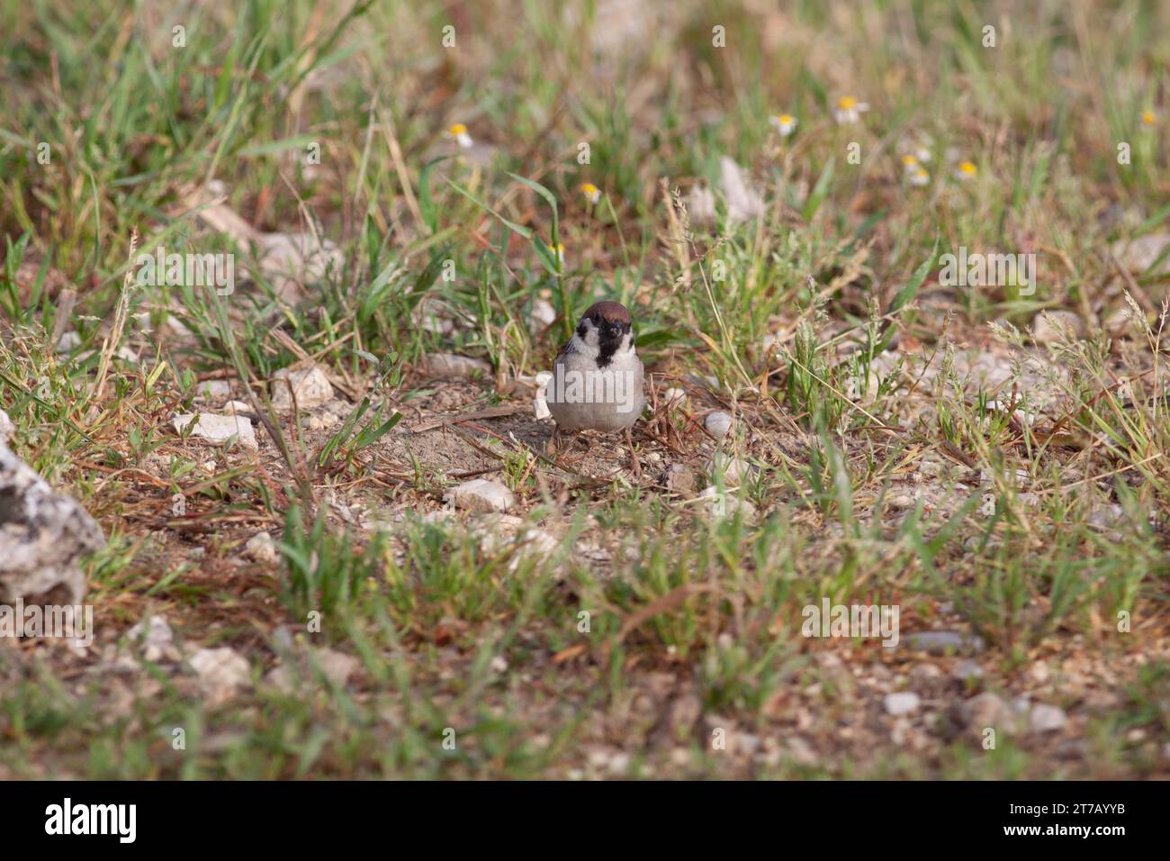 Oiseau dans la nature sauvage avec fond flou Banque D'Images