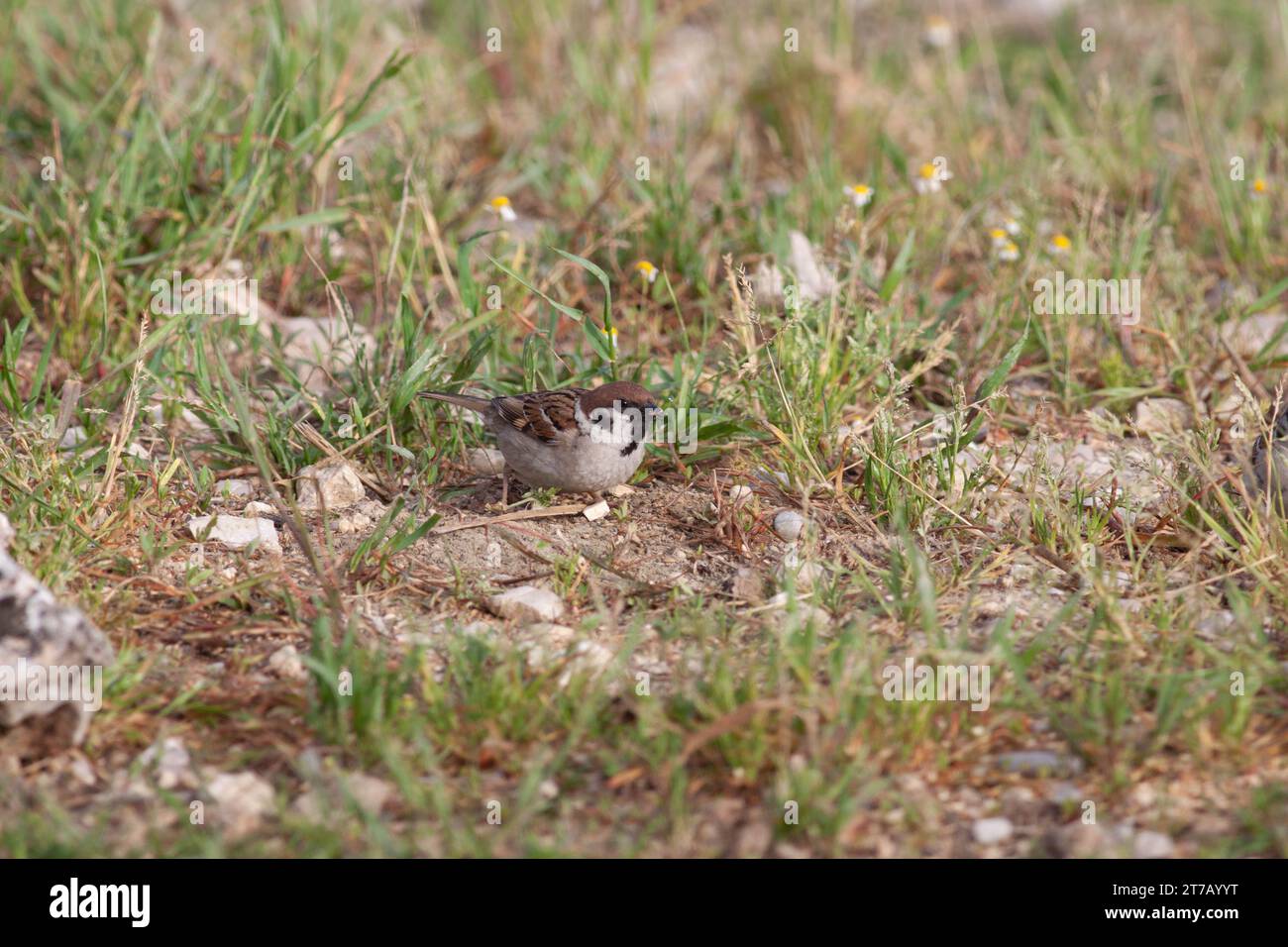 Oiseau dans la nature sauvage avec fond flou Banque D'Images