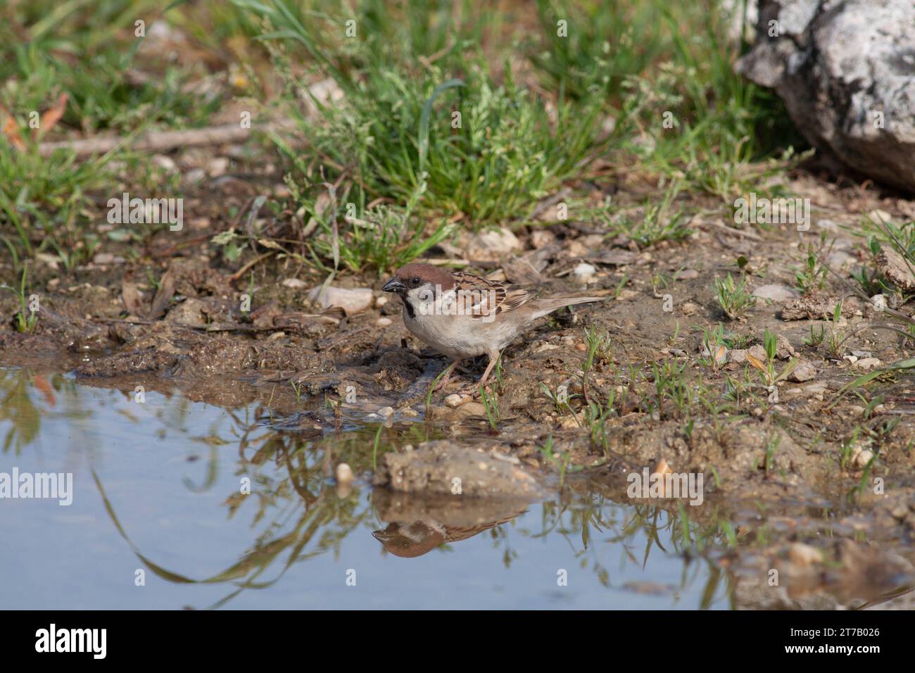 Oiseau dans la nature sauvage avec fond flou Banque D'Images