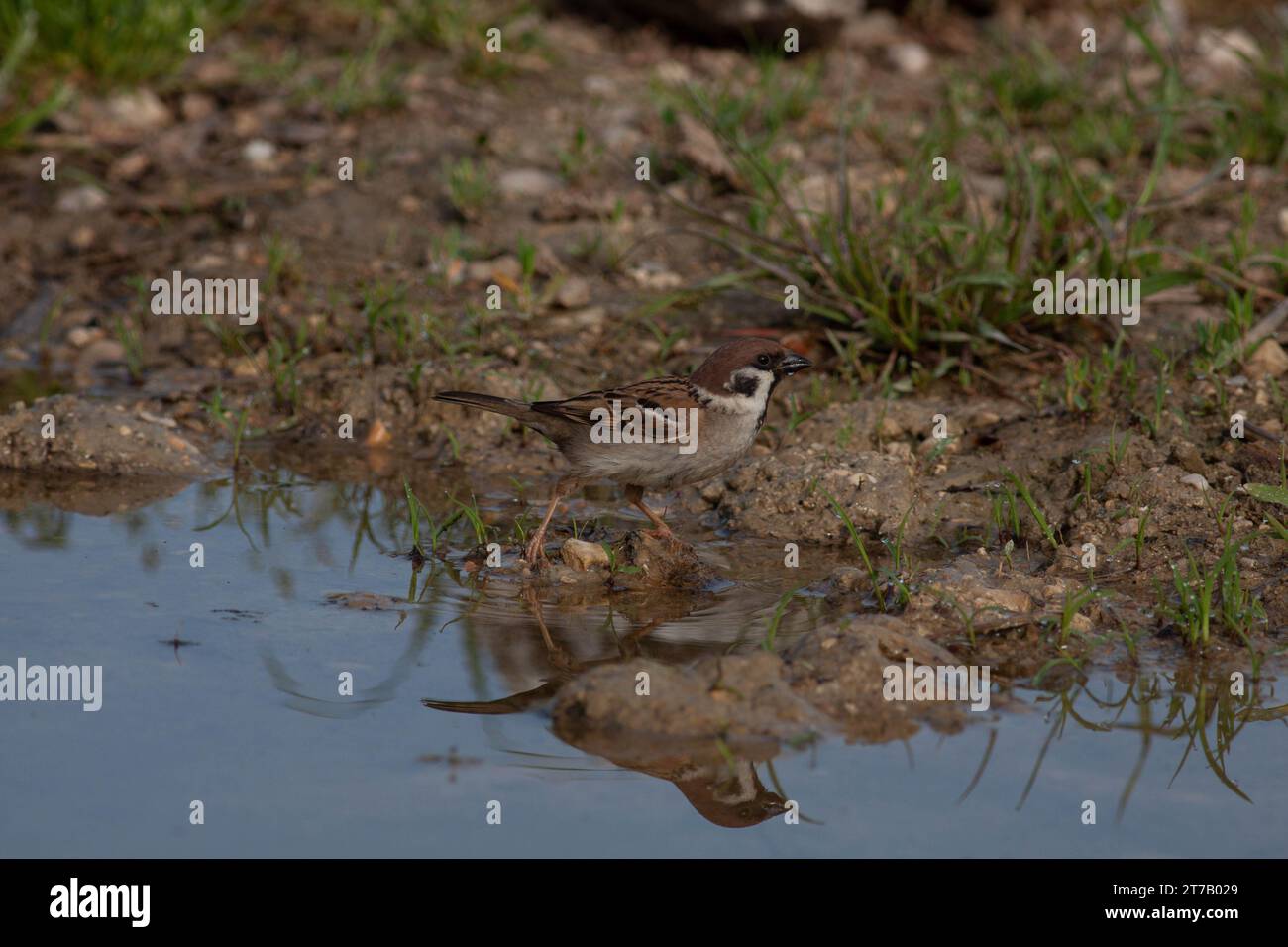 Oiseau dans la nature sauvage avec fond flou Banque D'Images