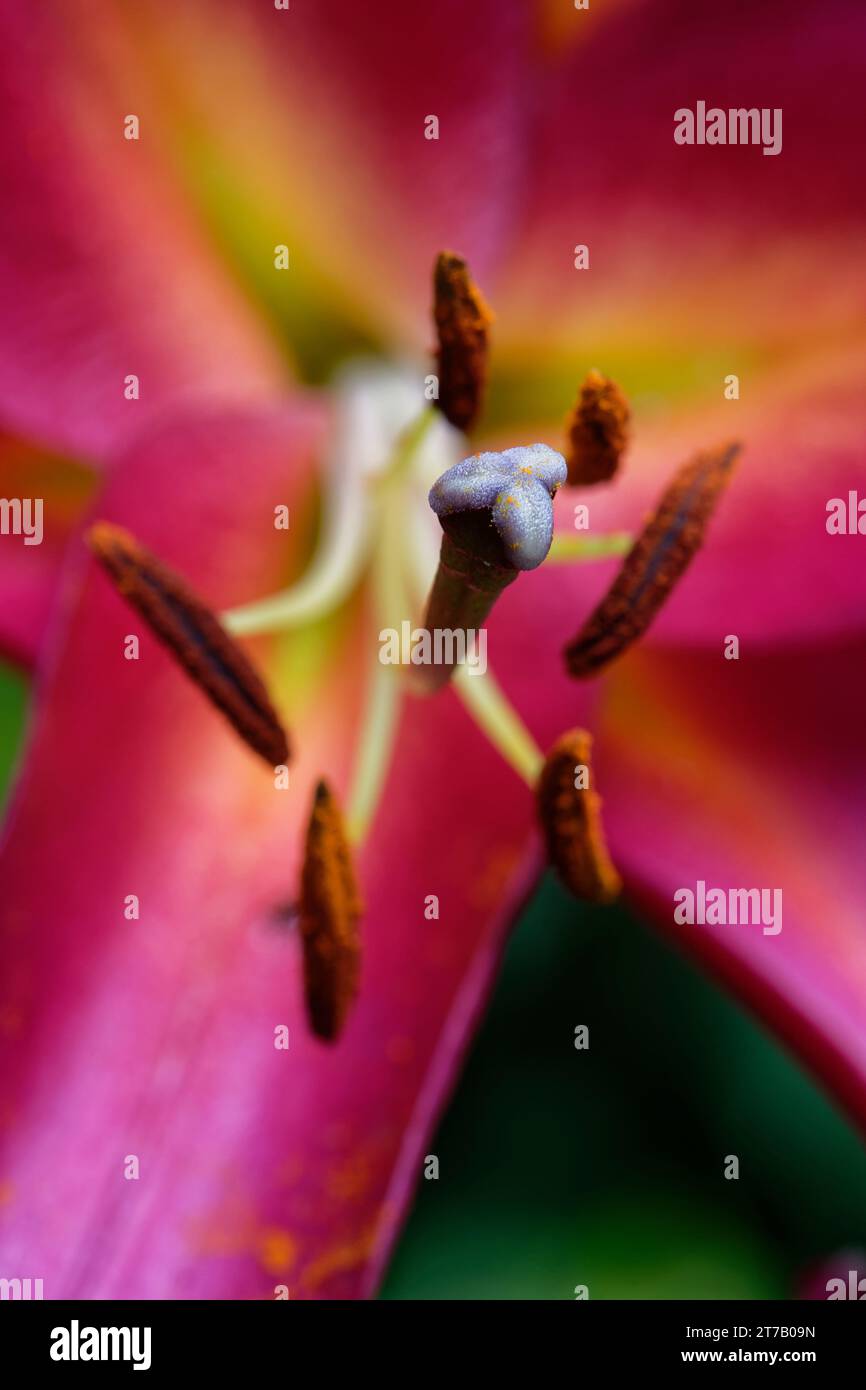 Stigmates et anthères de fleurs de lys orientalis (Lilium orientalis), Wiltshire Garden, Royaume-Uni, juillet Banque D'Images