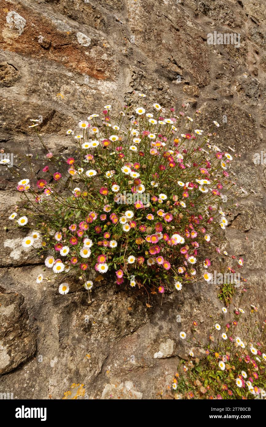 Fleabane mexicain (Erigeron karvinskianus) plante sud-américaine naturalisée au Royaume-Uni, fleurissant sur un mur de cottage, le lézard, Cornouailles, Royaume-Uni, juin. Banque D'Images