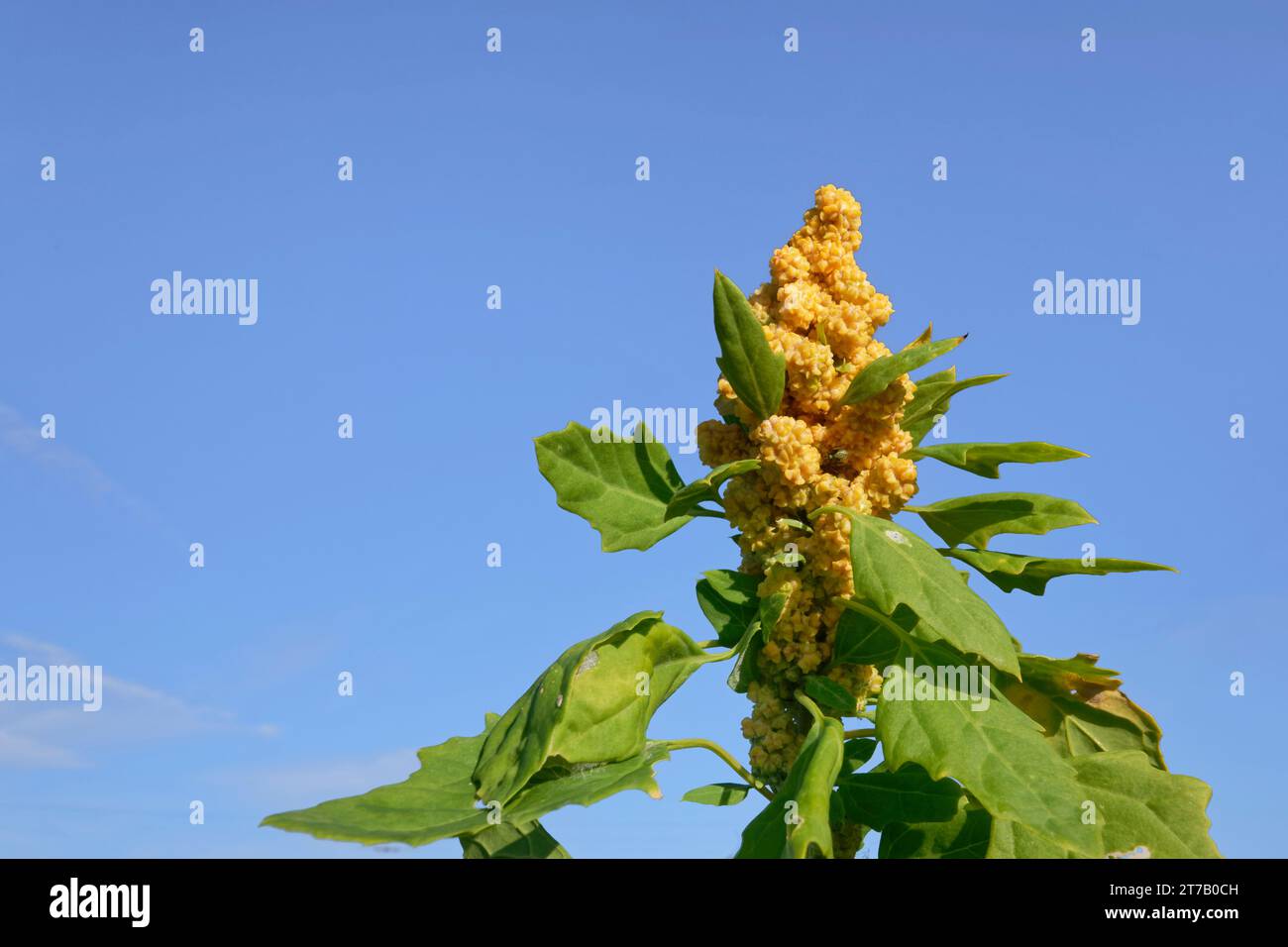 Quinoa (Chenopodium quinoa) floraison dans une culture de couverture de gibier, Dorset, Royaume-Uni, octobre. Banque D'Images