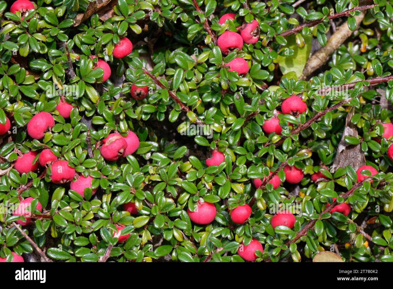 cotoneaster à feuilles entières (Cotoneaster integrifolius) avec des masses de baies rouges poussant dans une carrière abandonnée, île de Portland, Dorset, Royaume-Uni, octobre Banque D'Images