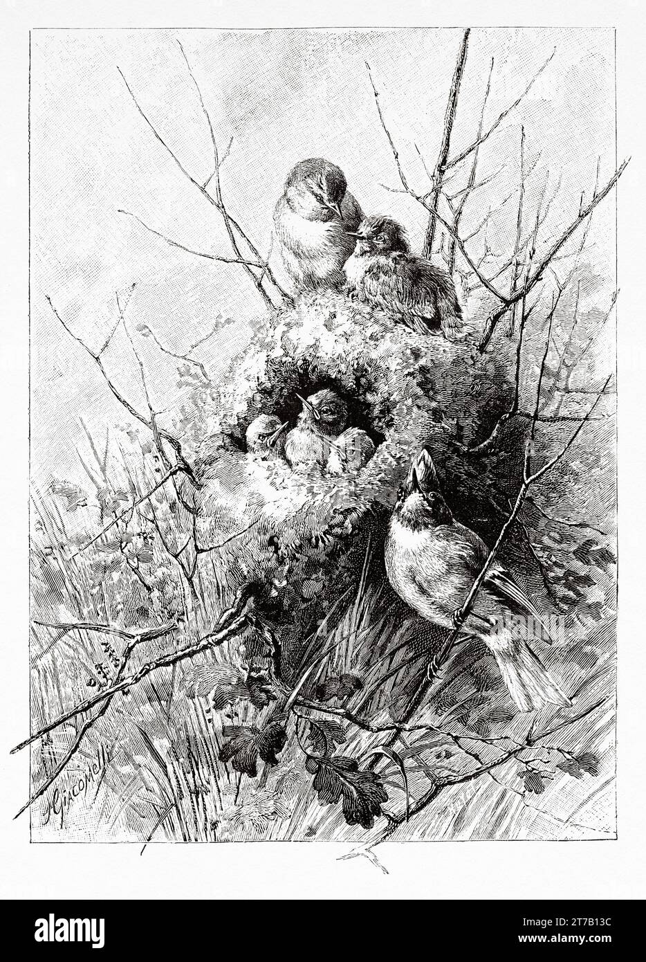 Nid de Wren eurasien (Troglodytes troglodytes) Vieille illustration de la nature 1887 Banque D'Images