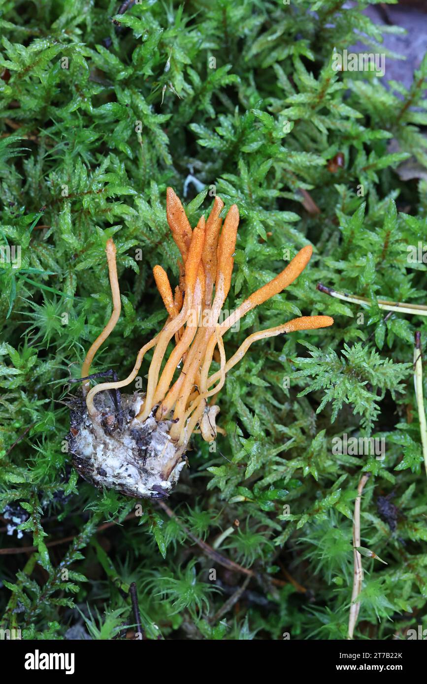 Cordyceps militaris, communément appelé Scarlet Caterpillar Club, champignon entomopathogène de Finlande Banque D'Images