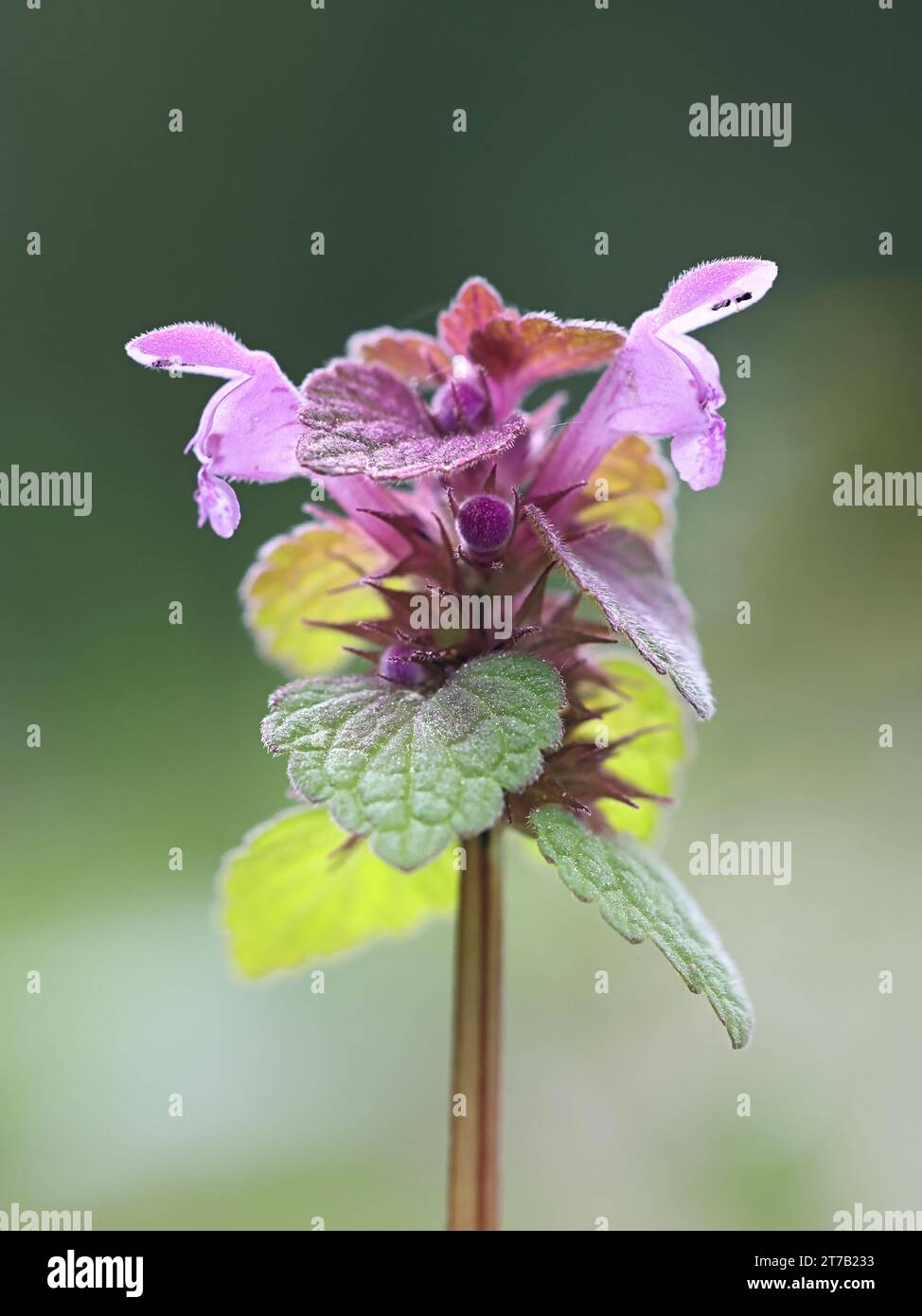 Lamium purpureum, connu sous le nom d'ortie morte rouge ou ortie morte pourpre, plante à fleurs sauvage de Finlande Banque D'Images