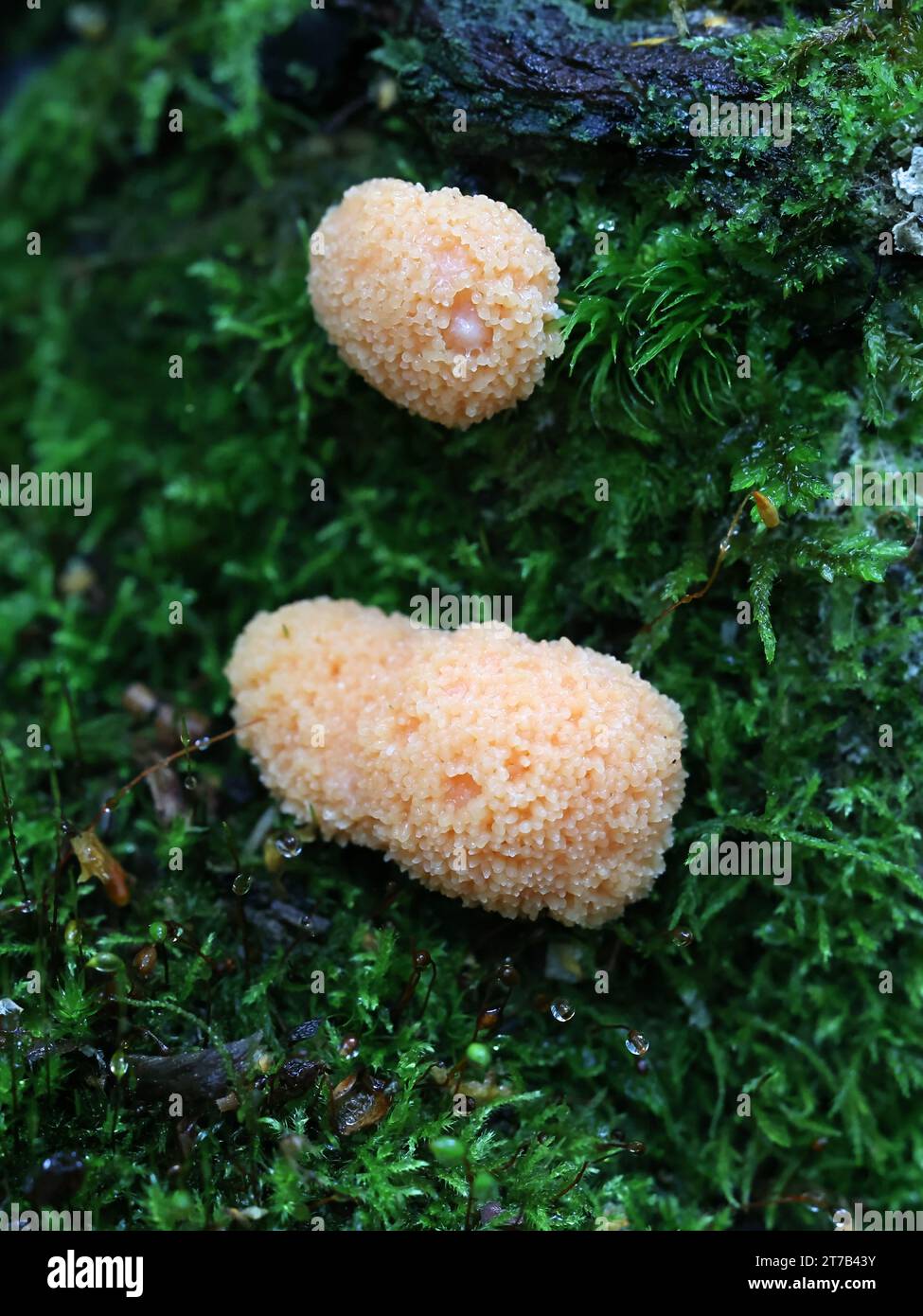 Tubifera ferruginosa, communément appelé moisissure de framboise Banque D'Images