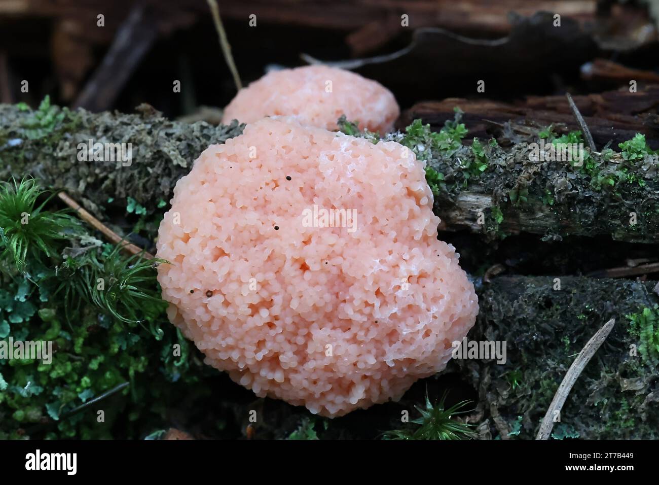 Tubifera ferruginosa, communément appelé moisissure de framboise Banque D'Images