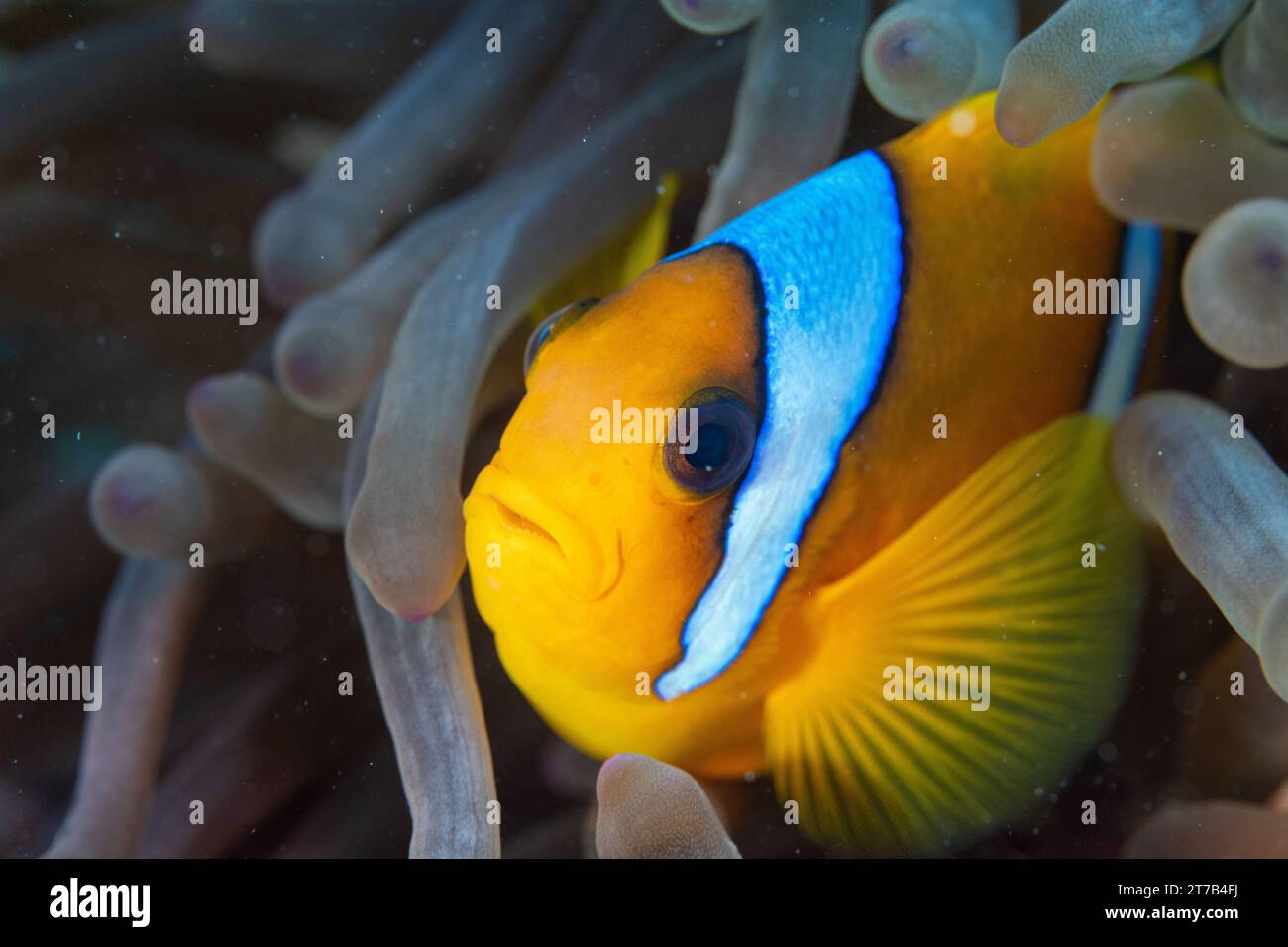 Une image rapprochée d'un beau poisson jaune avec un coffre blanc nageant au milieu d'une variété de vie marine dans un océan bleu vibrant Banque D'Images