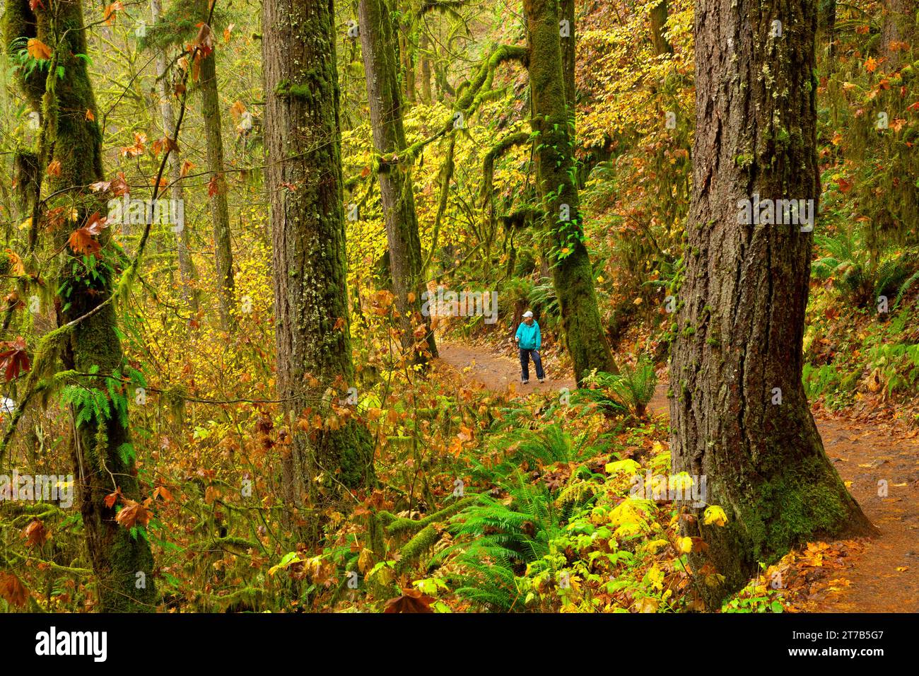 Trail de dix chutes, Silver Falls State Park, New York Banque D'Images