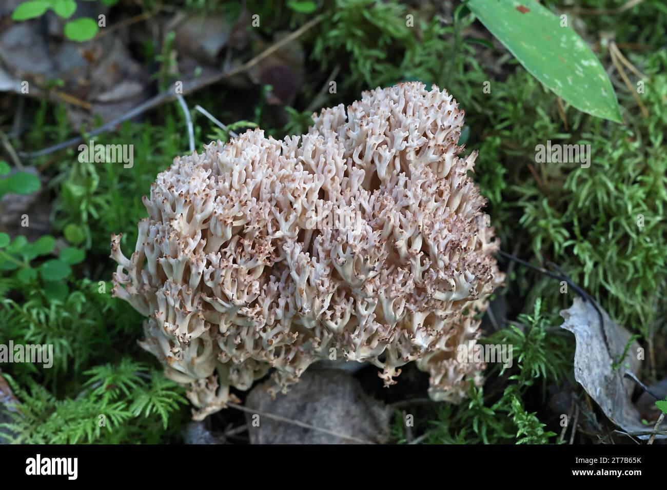 Ramaria botrytis, communément connu sous le nom de corail groupé, champignon de corail à pointe rose, ou corail chou-fleur, champignon sauvage de Finlande Banque D'Images