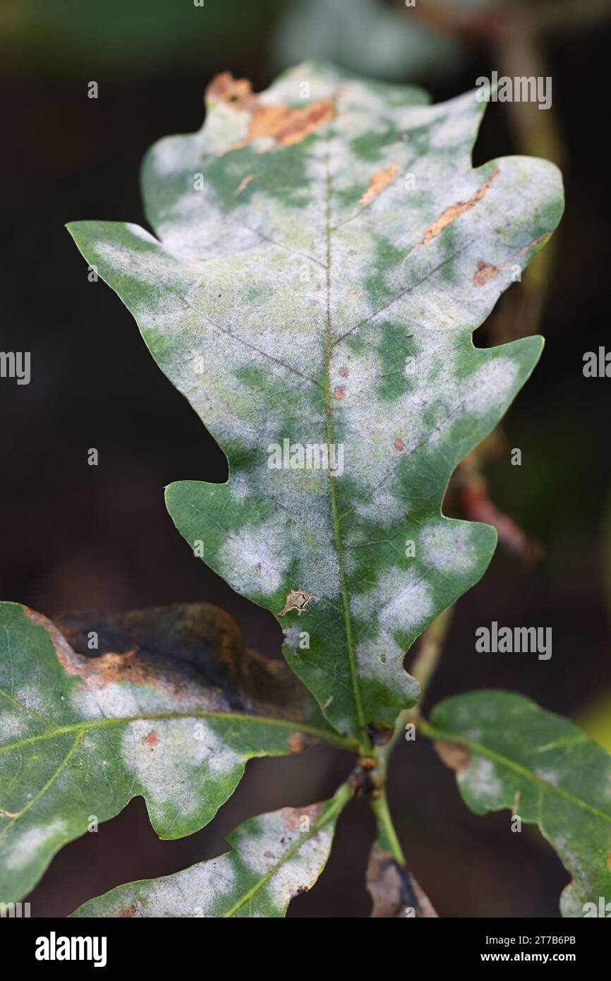 L'oïdium du chêne, Erysiphe alphitoides, infectant les feuilles de chêne en Finlande Banque D'Images