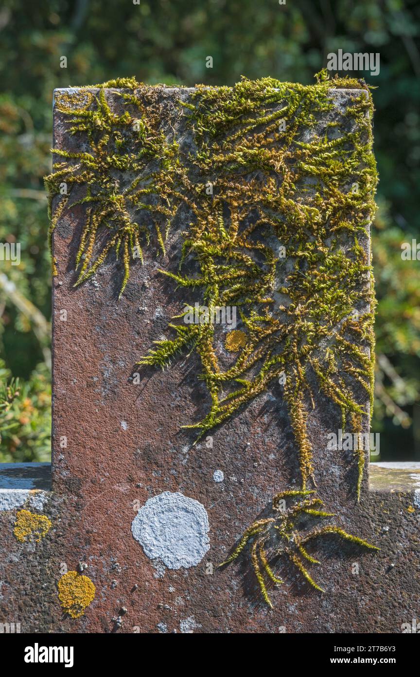 Lichen et mousse sur un crucifix en pierre dans le cimetière de l'église de St Peter et Holy Cross Wherwell, Hampshire, Angleterre, Royaume-Uni Banque D'Images