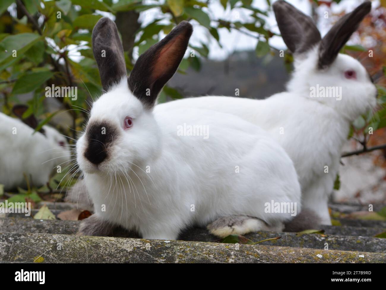 Un lapin adulte de la race californienne Banque D'Images