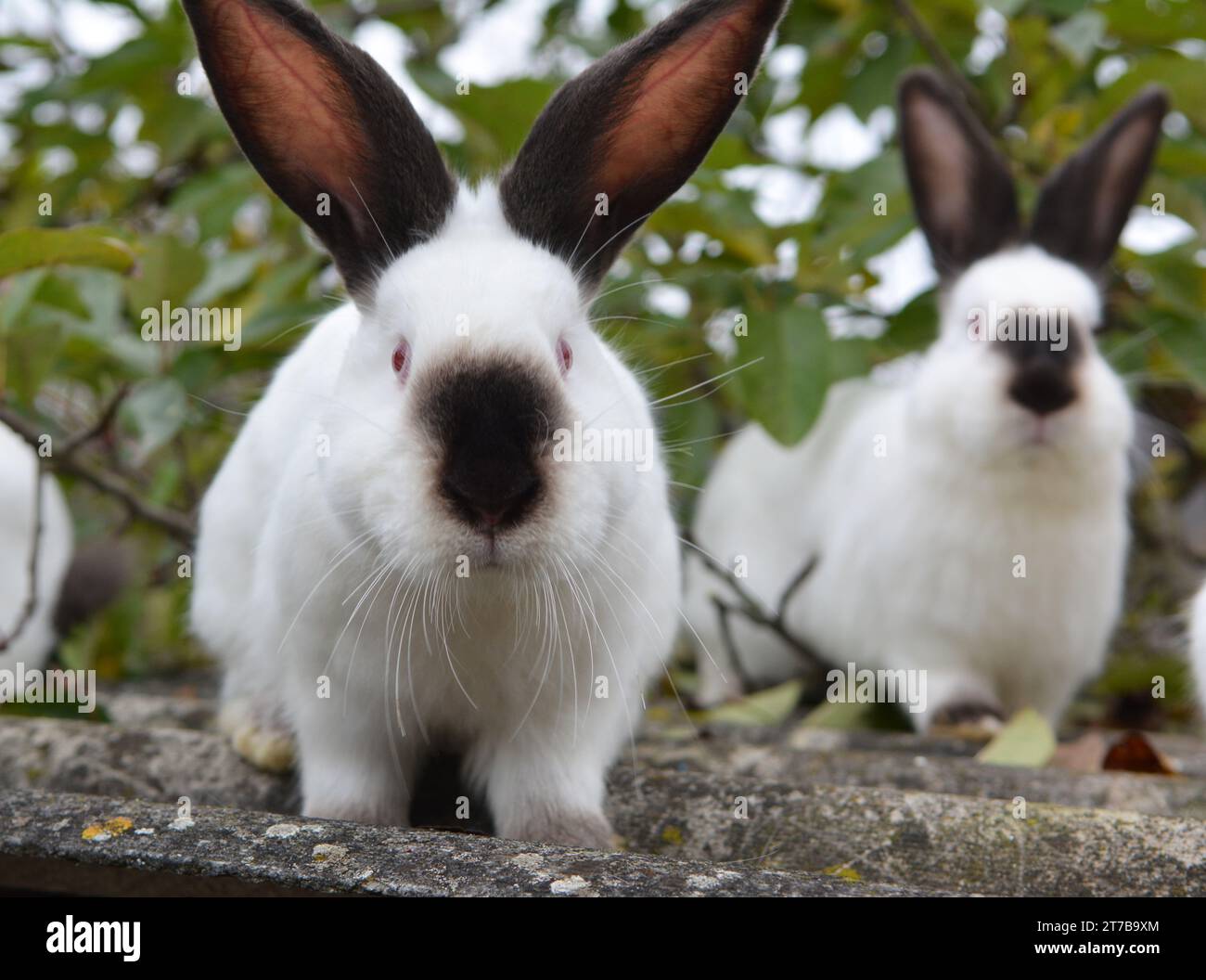 Un lapin adulte de la race californienne Banque D'Images