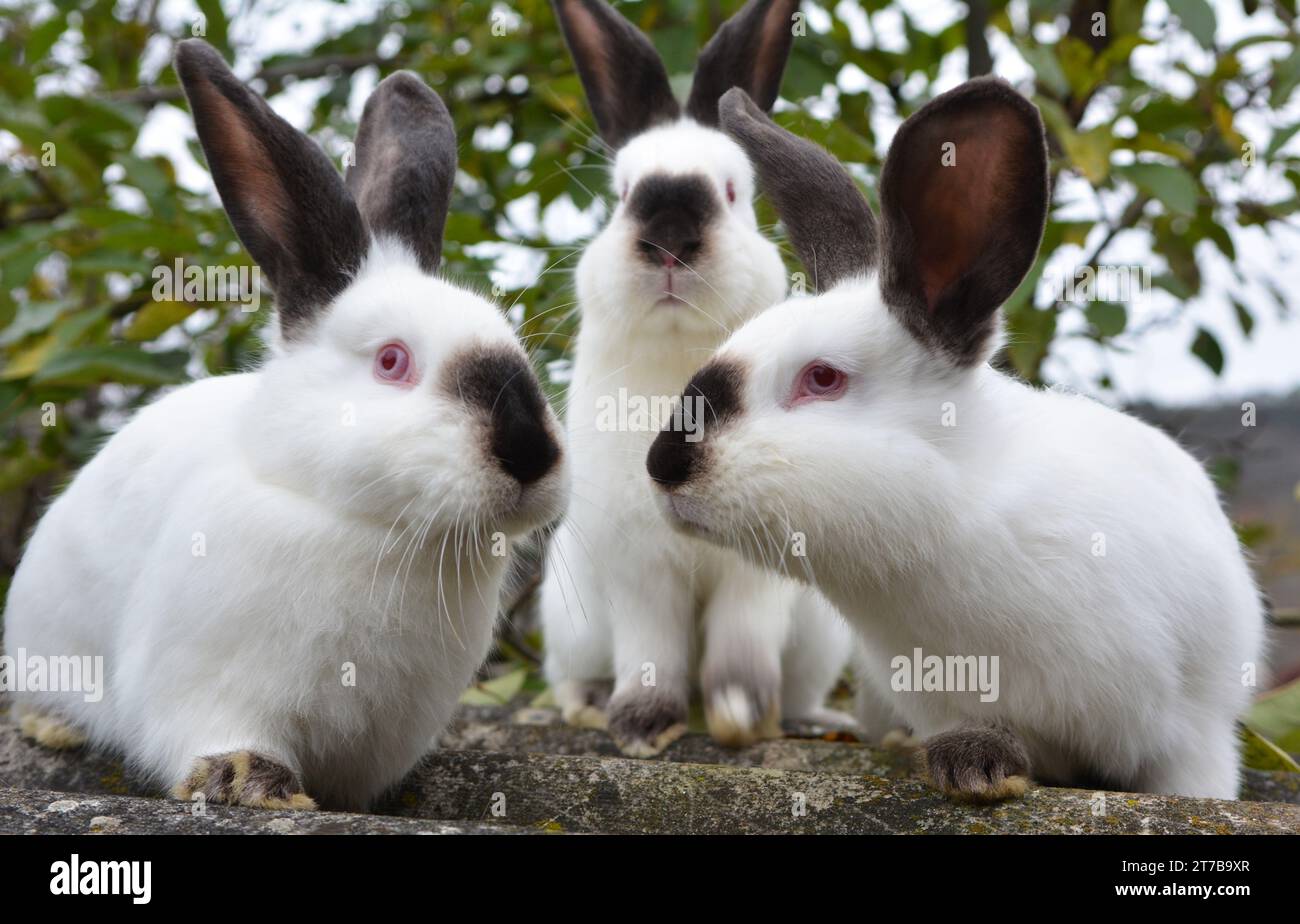 Un lapin adulte de la race californienne Banque D'Images