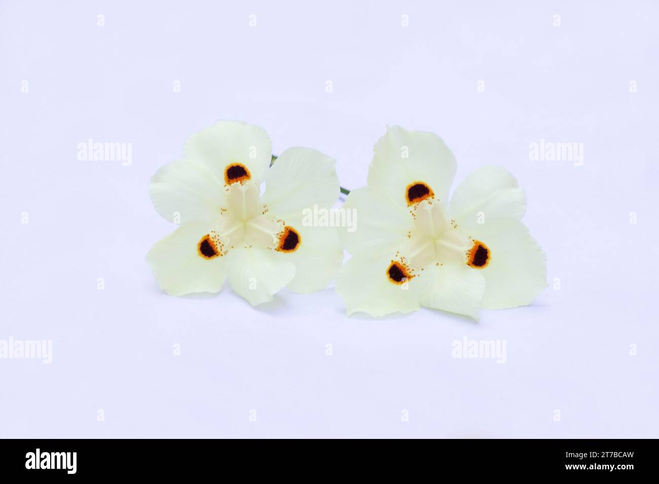 Africains iris, Dietes bicolor sur fond blanc Banque D'Images
