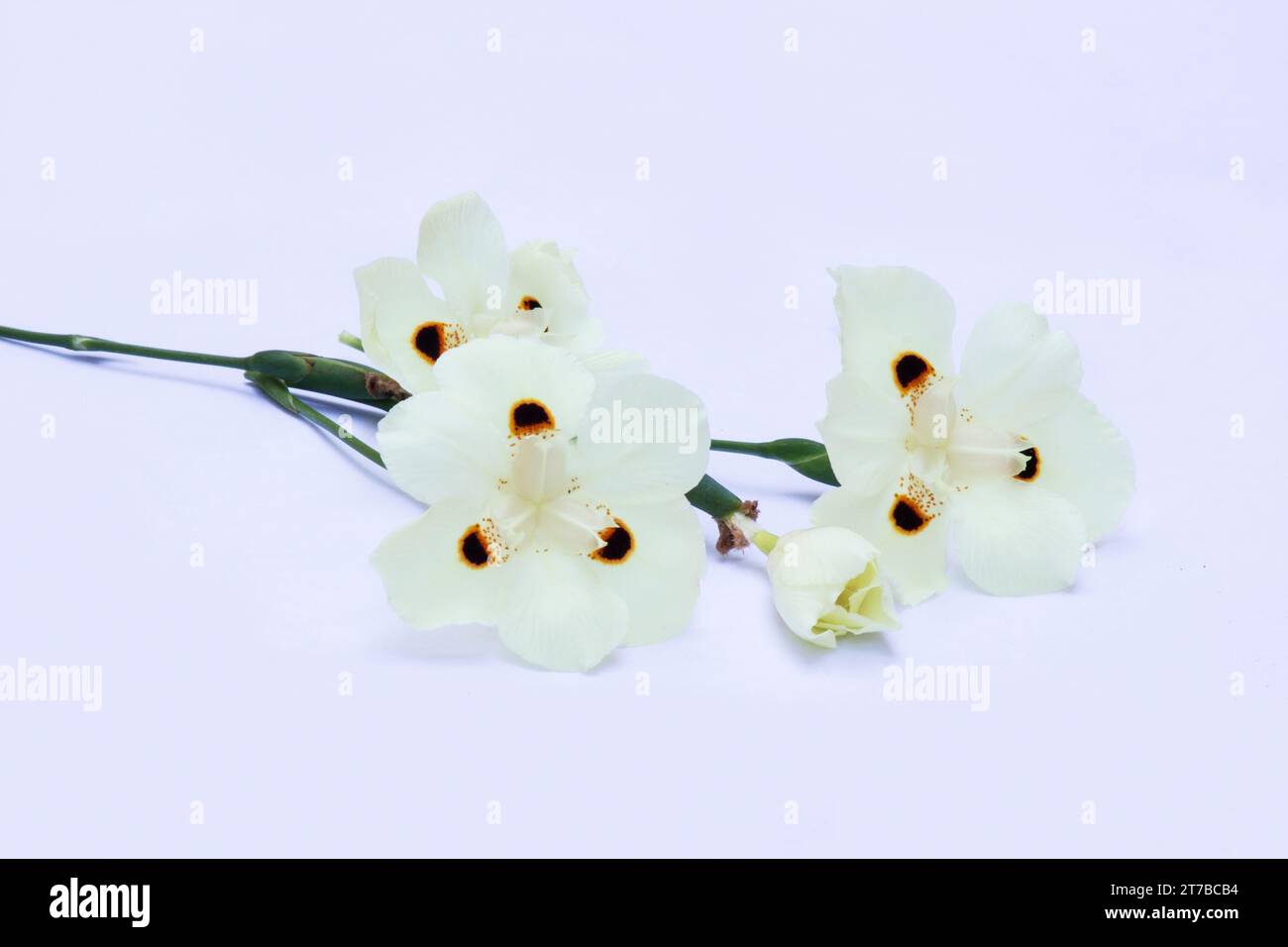 Africains iris, Dietes bicolor sur fond blanc Banque D'Images