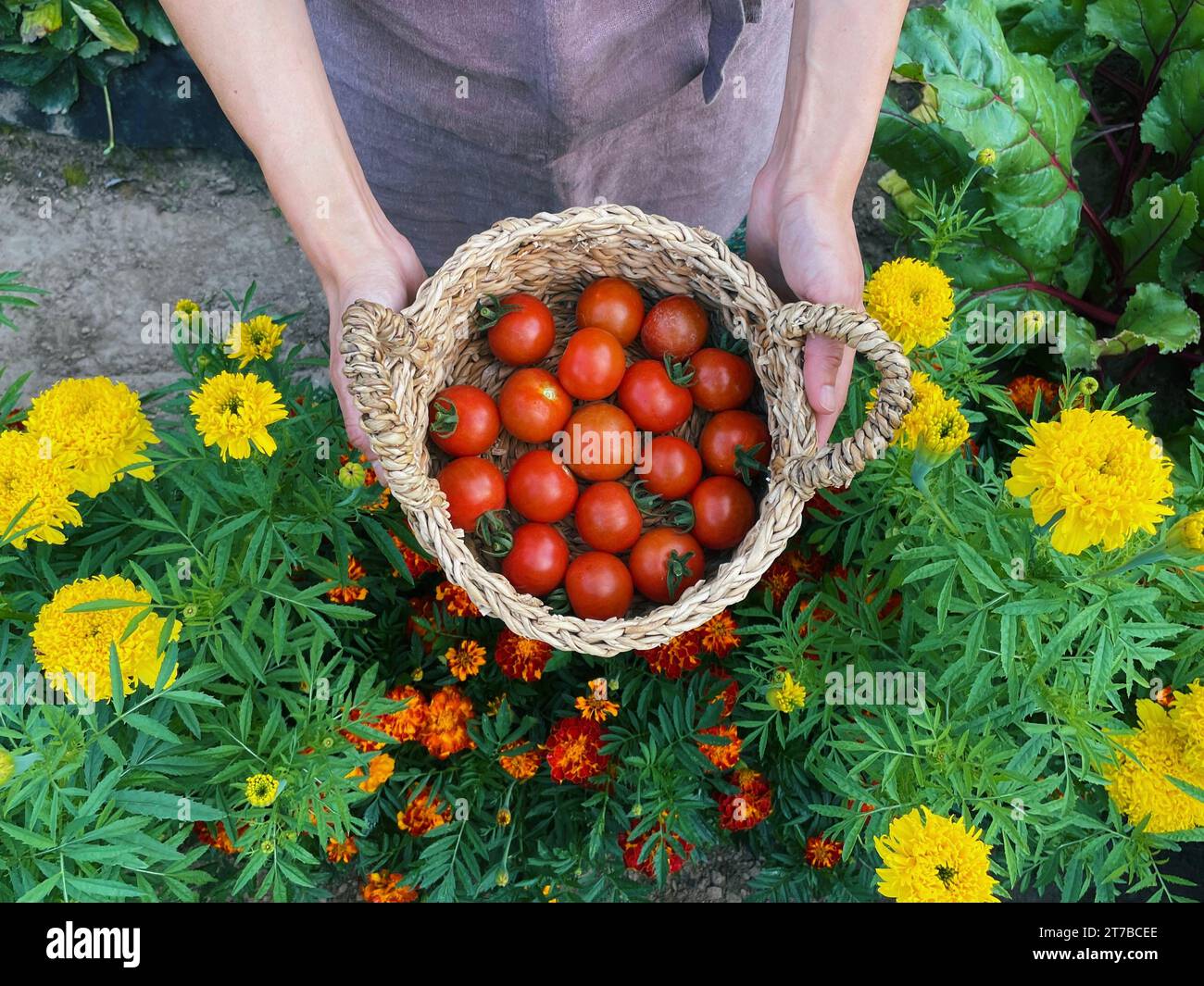 Vue aérienne d'une femme debout parmi les fleurs tenant un panier de tomates fraîchement cueillies, Biélorussie Banque D'Images