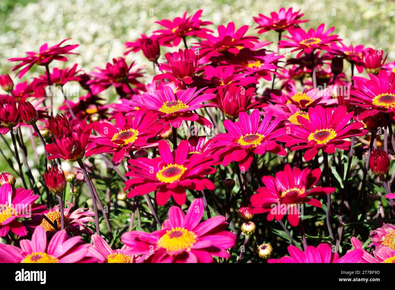 marguerites marguerite rouges ou marguerites à l'aneth (Argyranthème) dans un jardin à la française Banque D'Images