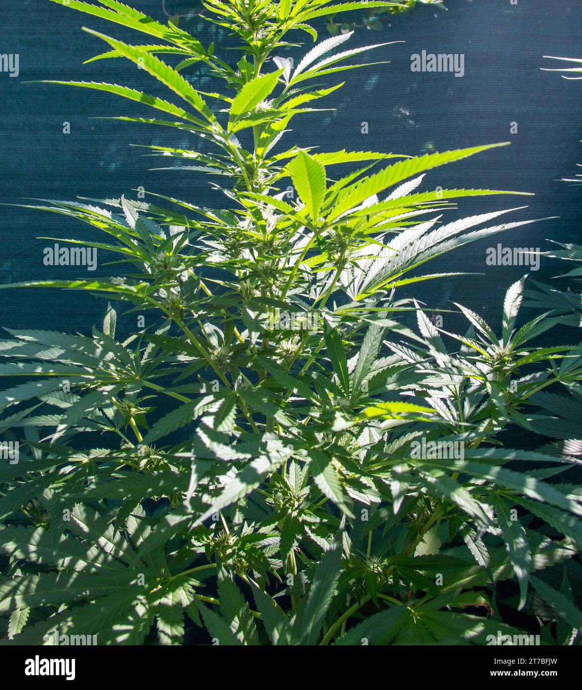 Une grande plante de marijuana grognant dans un jardin étant cultivée pour un usage personnel. Banque D'Images
