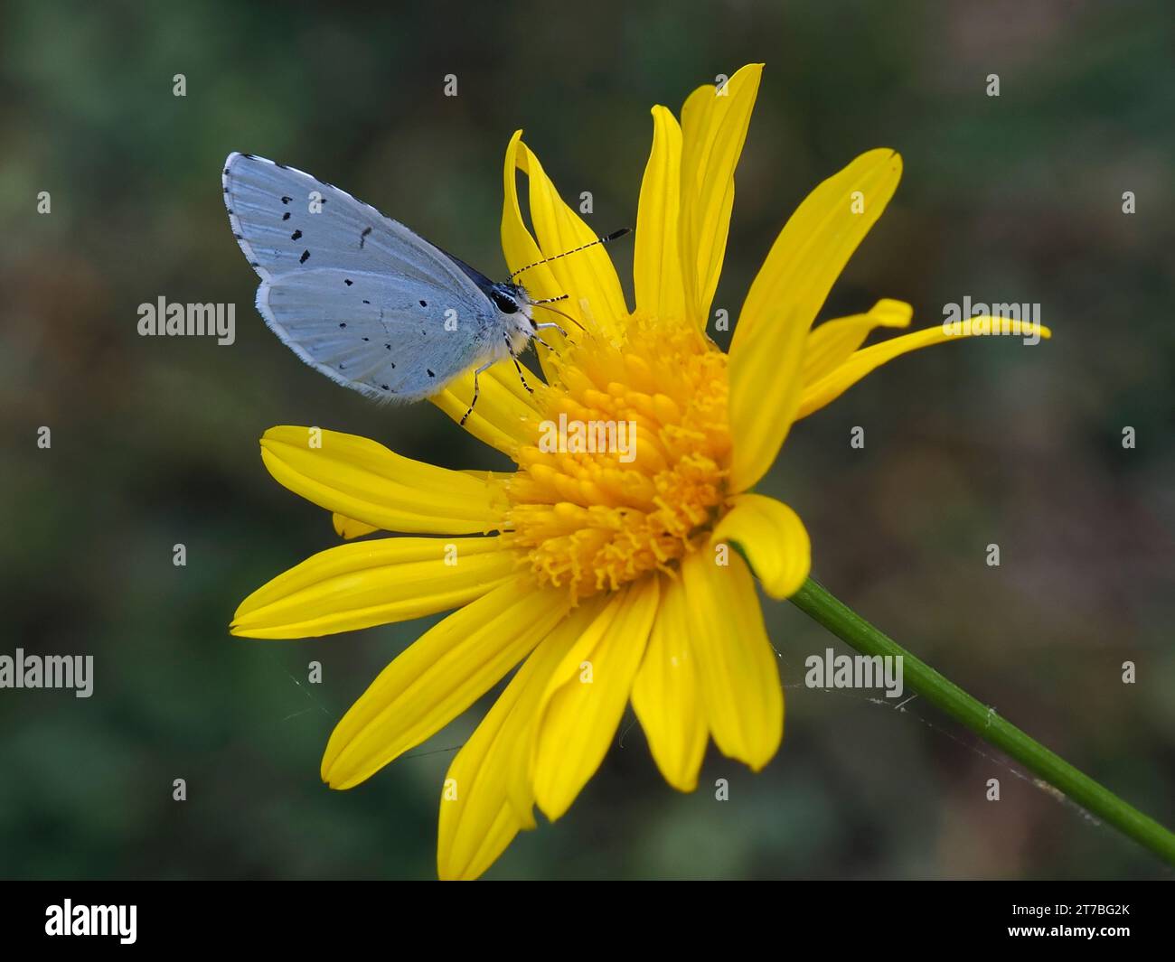 Papillon bleu houx (Celastrina argiolus) sur Marguerite jaune et vu de profil Banque D'Images