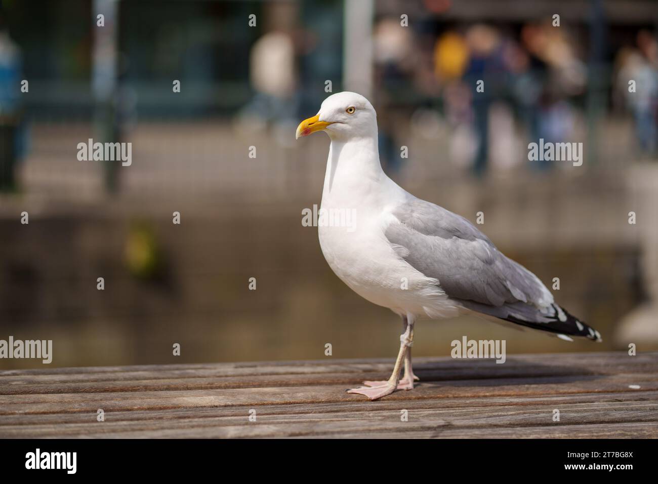 Seagull au centre de gothenburg Banque D'Images