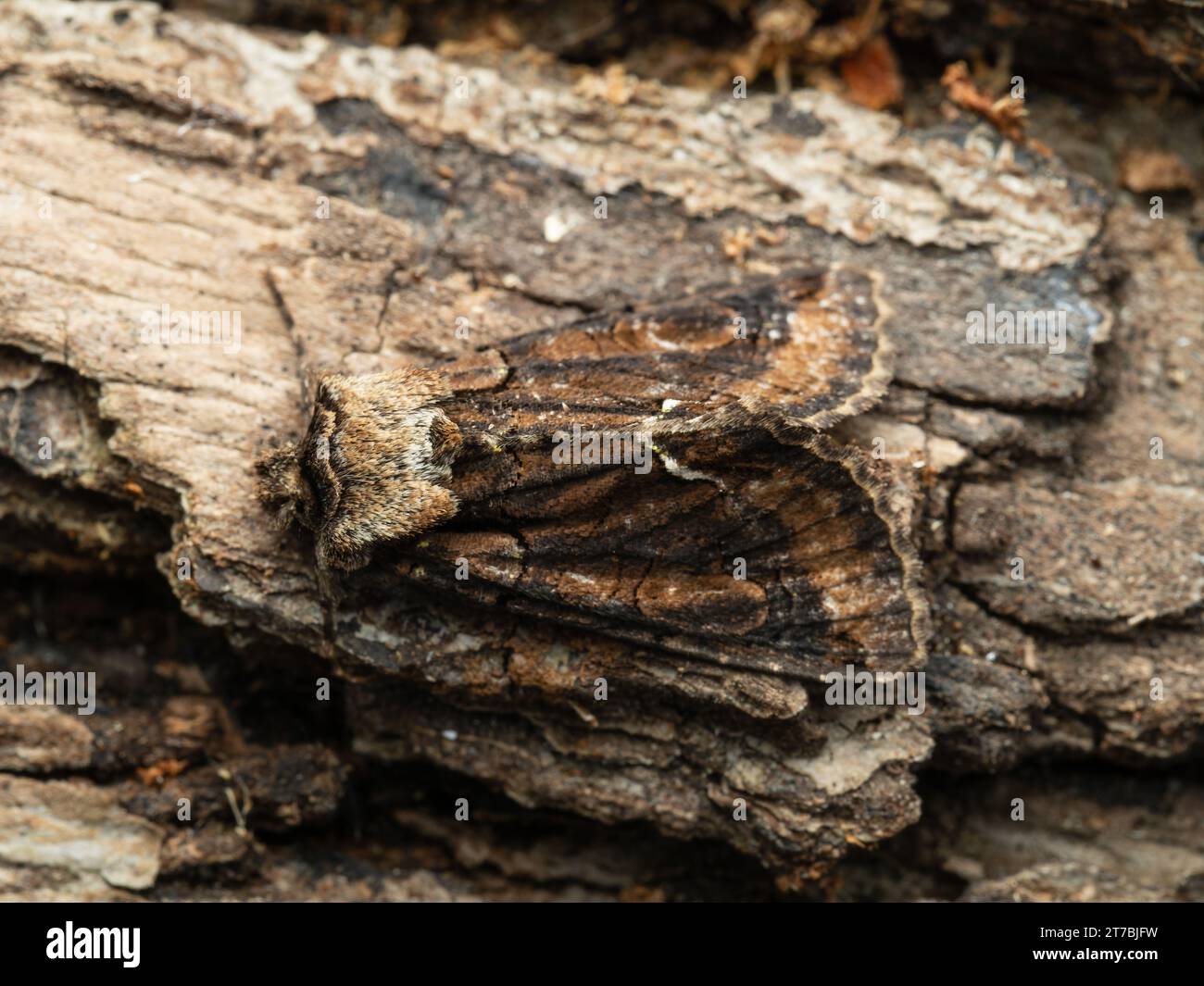 Allophyes oxyacanthae, la teigne du Croissant à brindilles vertes, reposant sur l'écorce d'un arbre. Banque D'Images