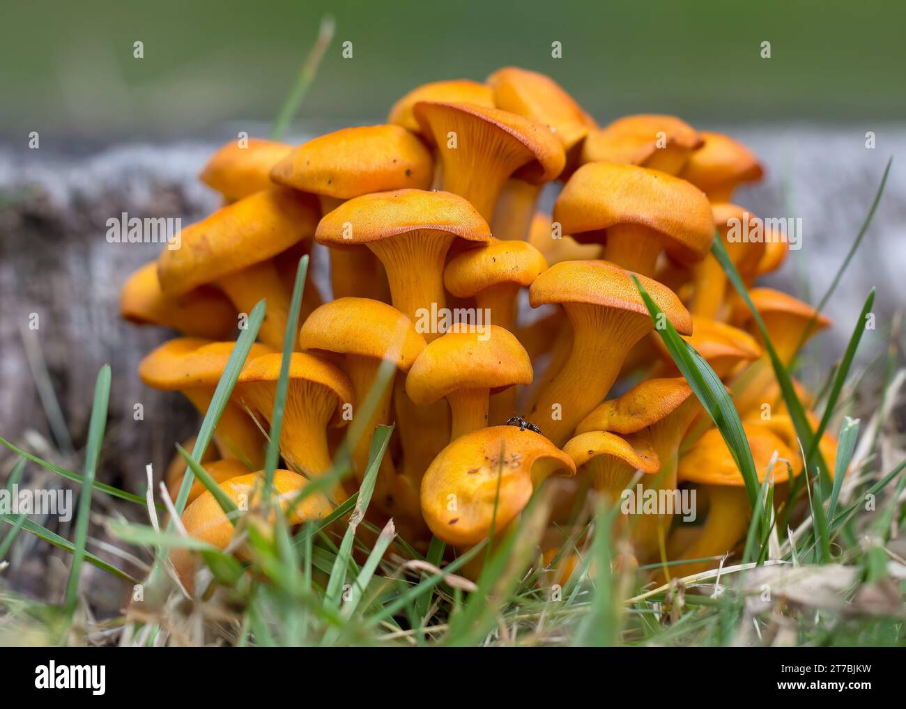 Gros groupe de champignons oranges Jack O'Lantern (Omphalotus olearius) poussant dans la forêt nationale de Chippewa, nord du Minnesota, États-Unis Banque D'Images