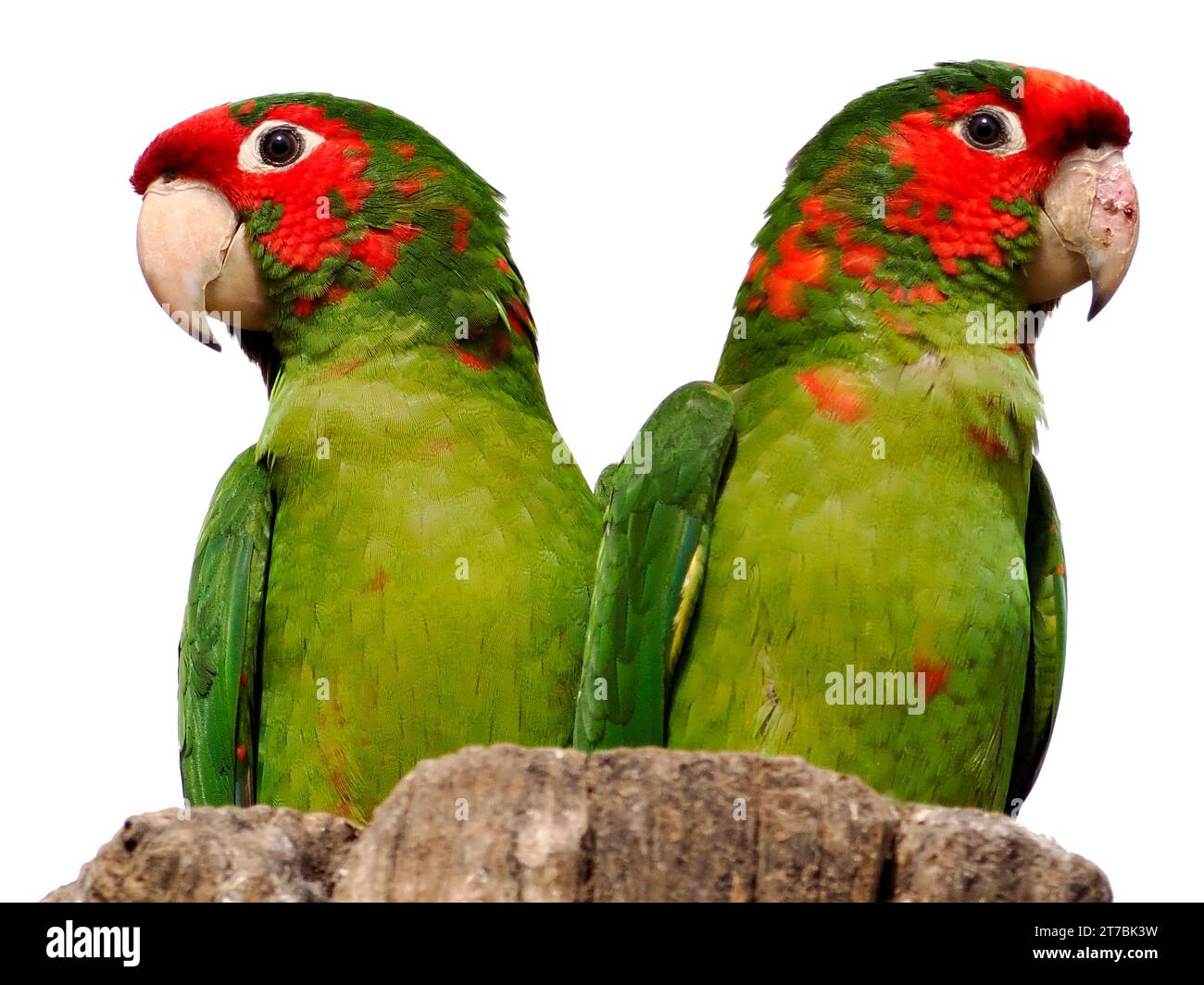 Deux Parakeets mitrés, Psittacara mitratus ou Aratinga mitrata, perchés sur un poteau de bois isolé sur fond blanc Banque D'Images