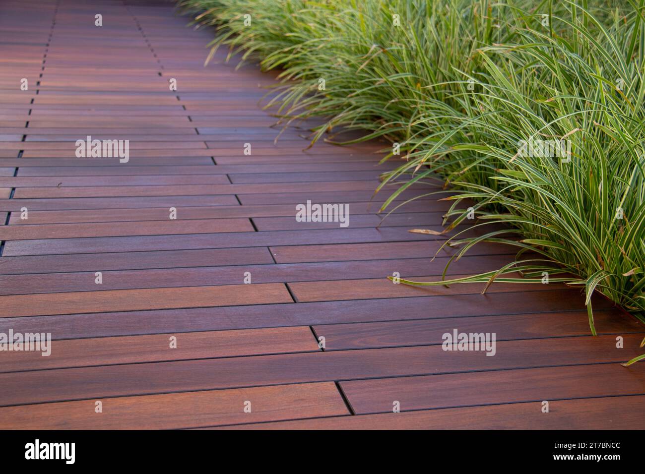 Terrasse en bois franc marron Ipe et gazon décoratif vert Carex « Ice Dance » japonais Sedge Evergreen Banque D'Images