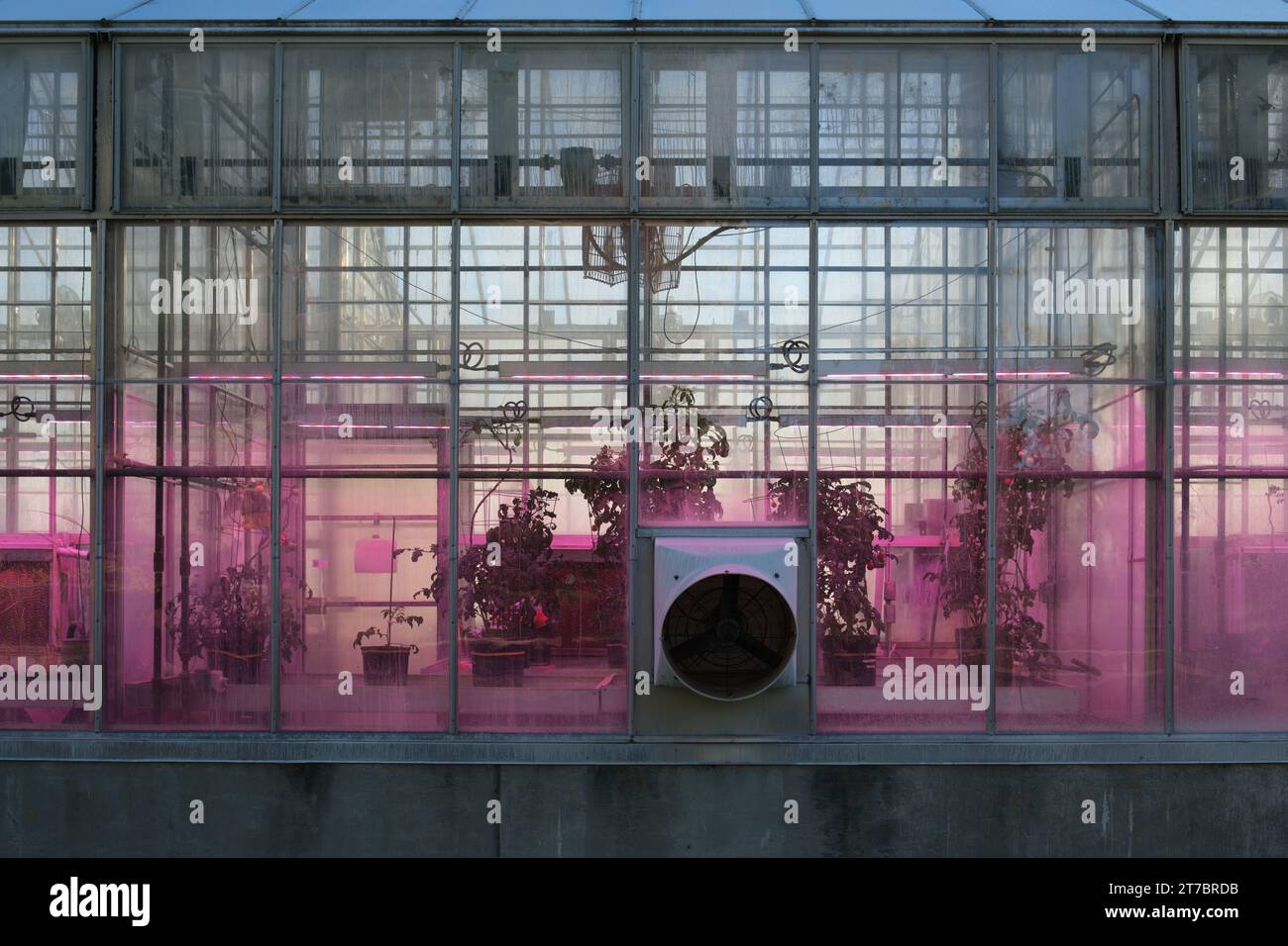 Serre Plant Science, avec des plantes visibles à l'intérieur, sur le campus de Michigan State University, East Lansing Michigan USA Banque D'Images