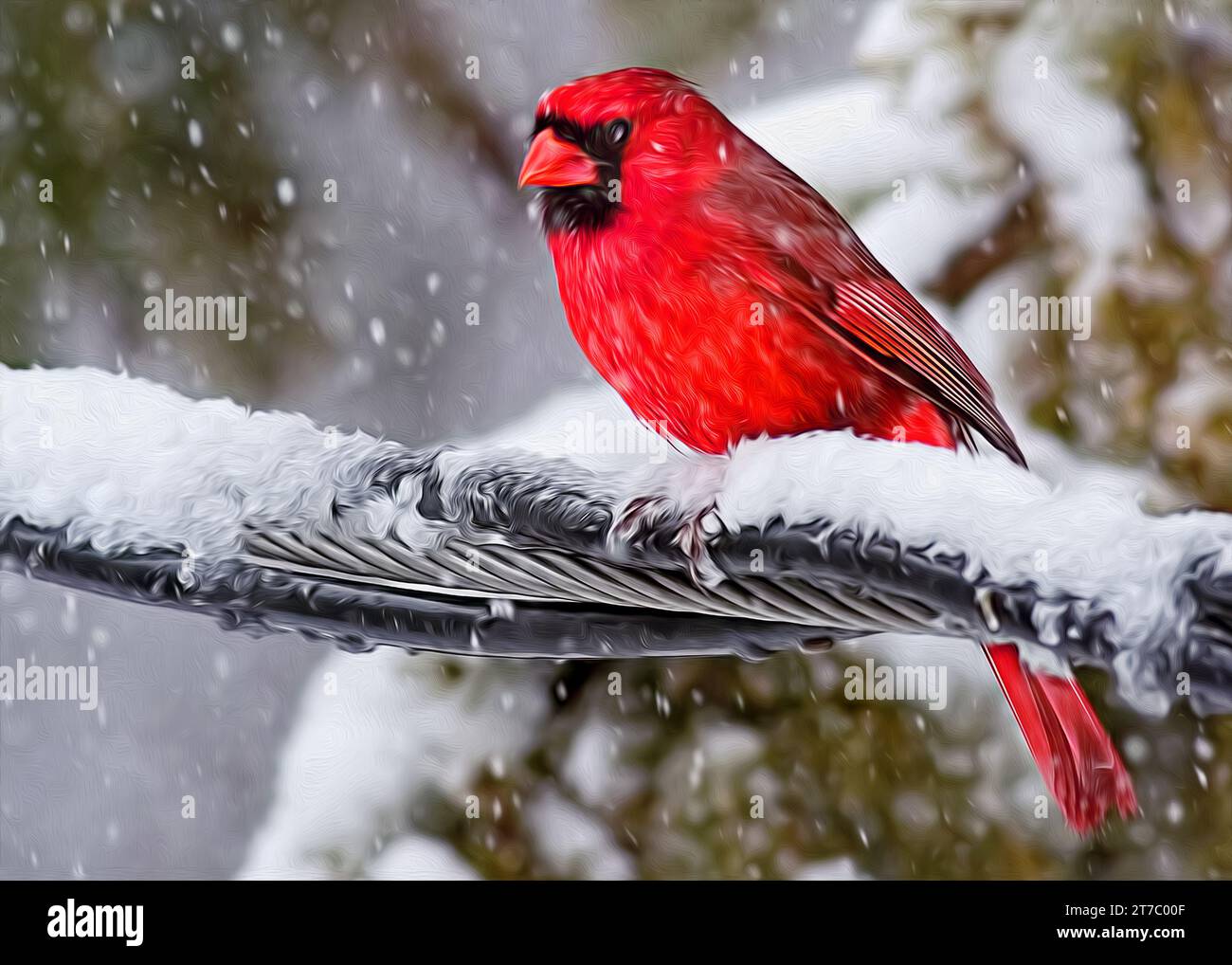 Peinture à l'huile numérique du cardinal mâle du nord (Cardinalis cardinalis) perché dans des rameaux de pins enneigés tout en neigeant dans le nord du Minnesota USA Banque D'Images