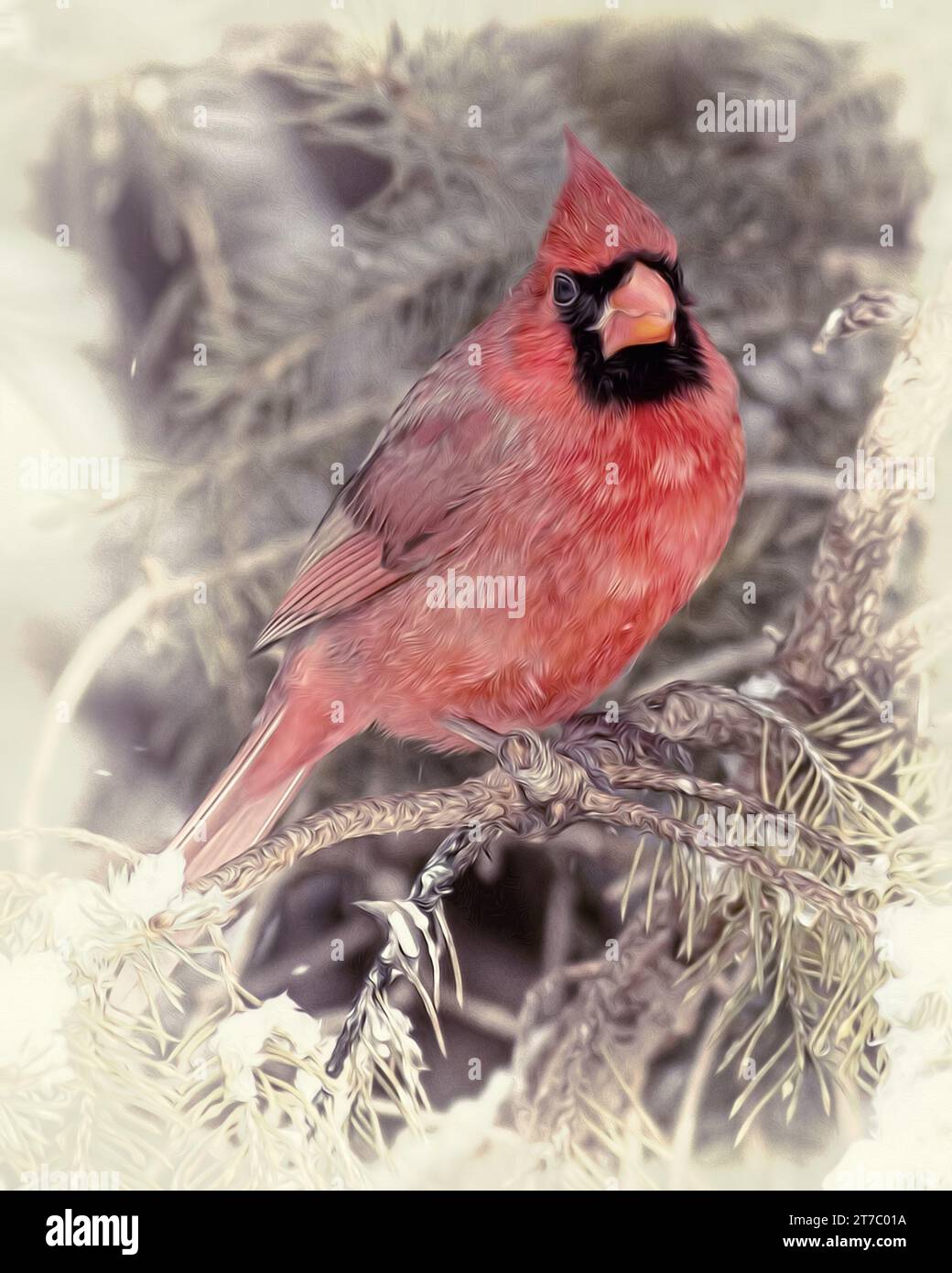 Peinture à l'huile numérique du cardinal mâle du nord (Cardinalis cardinalis) perché dans des rameaux de pins enneigés tout en neigeant dans le nord du Minnesota USA Banque D'Images