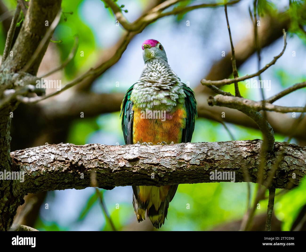 Une colombe aux fruits à couronne rose colorée (Ptilinopus regina) perchée sur une branche. Queensland, Australie. Banque D'Images