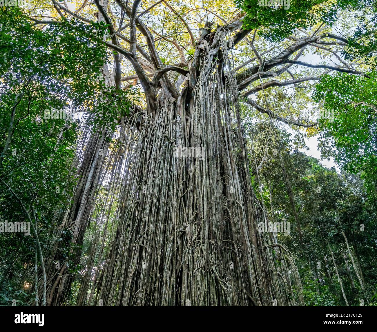 Système racinaire massif d'un figuier géant Green Strangler (Ficus virens) dans le parc national Curtain Fig, Queensland, Australie. Banque D'Images