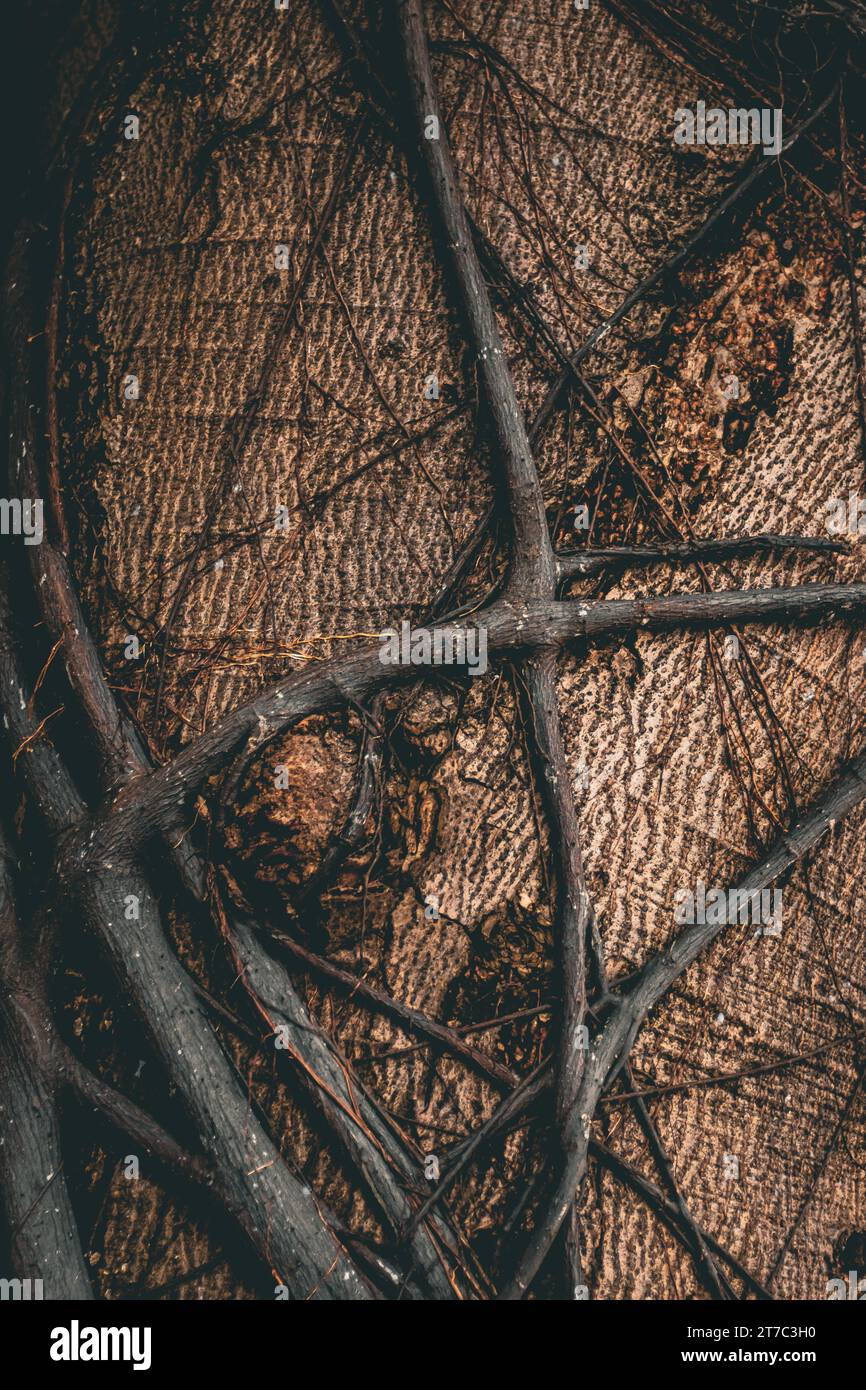Écorce d'arbre, très veineuse, Mexique, 2023 Banque D'Images