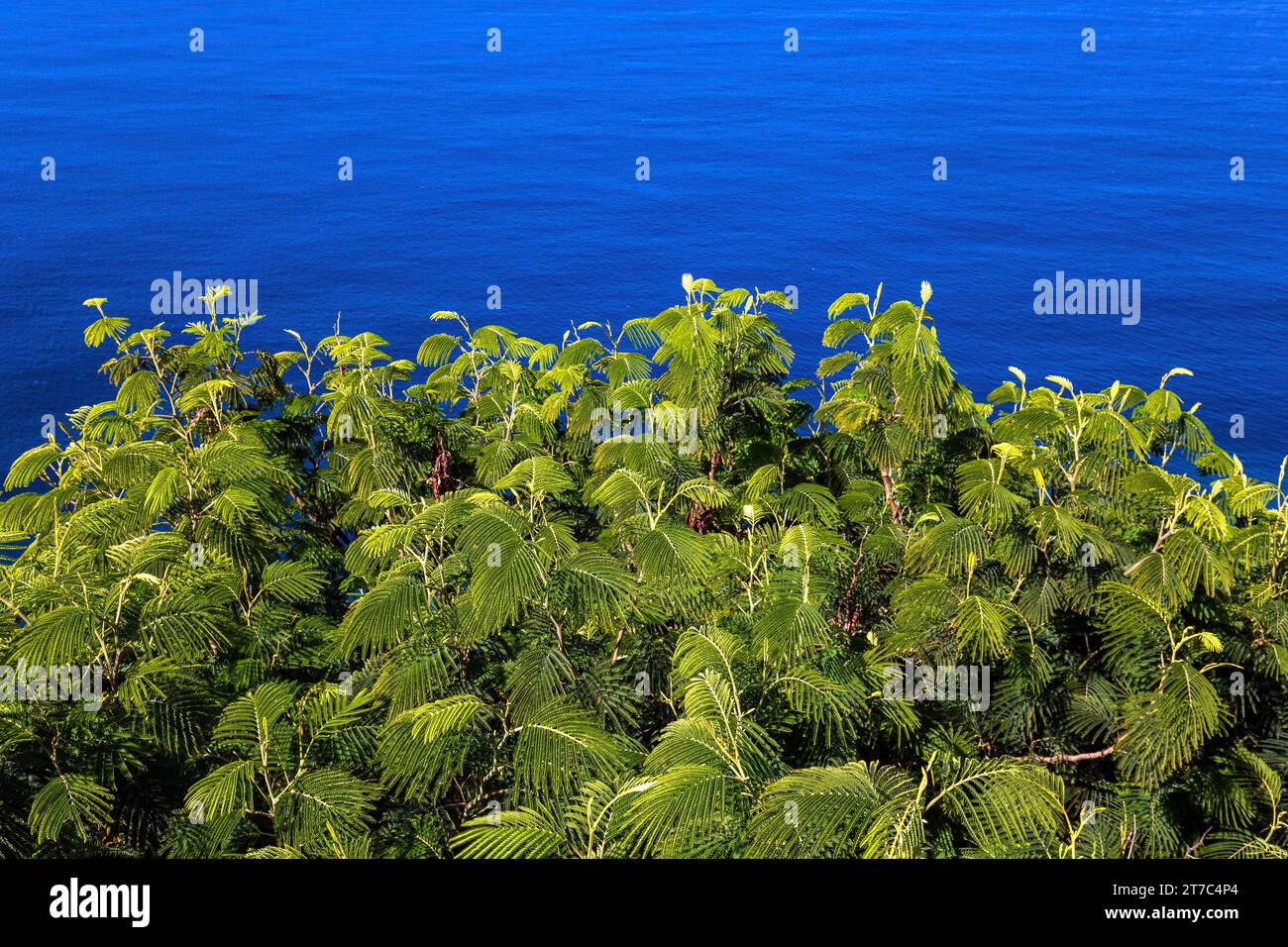 Arbre Gulmohar en face de la mer bleue, Madère, Portugal Banque D'Images